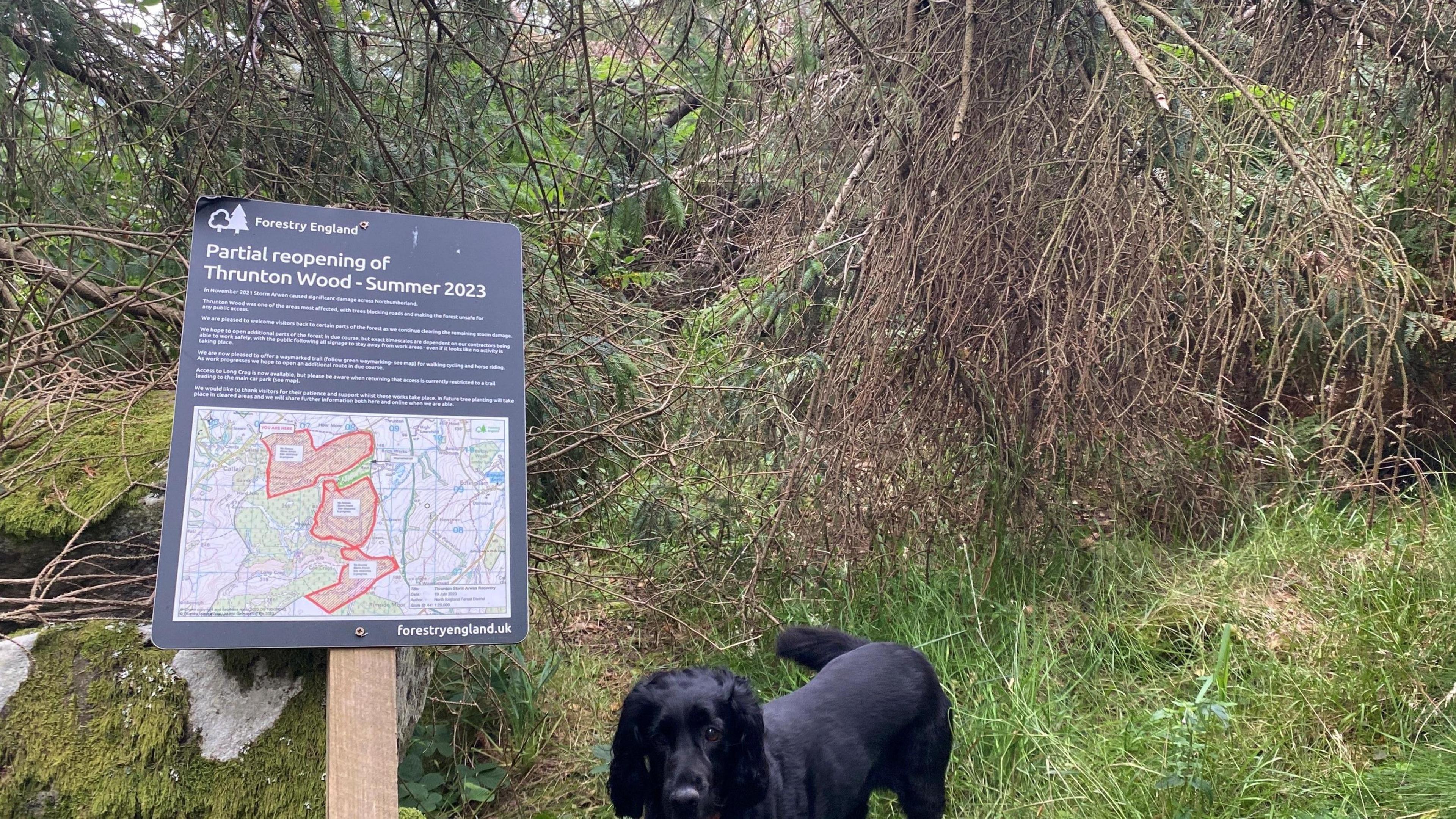 A sign announcing the partial reopening of footpaths is on display at the edge of a forest scene. A black spaniel stands next to the sign.