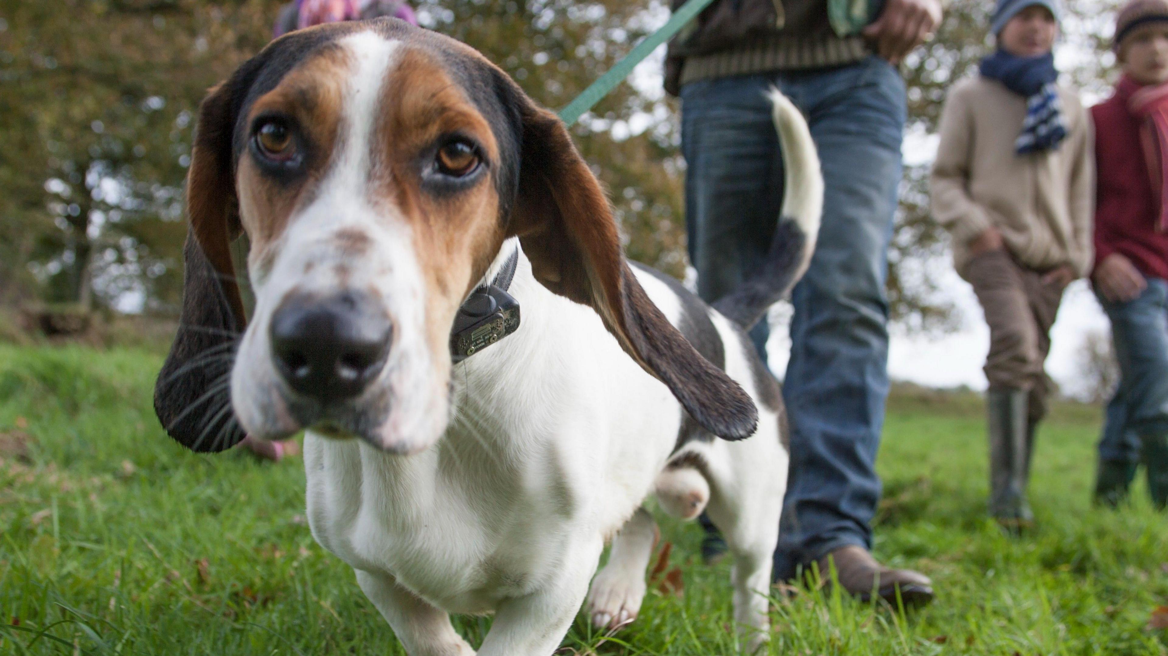 A beagle being walked in a park by a man two children.