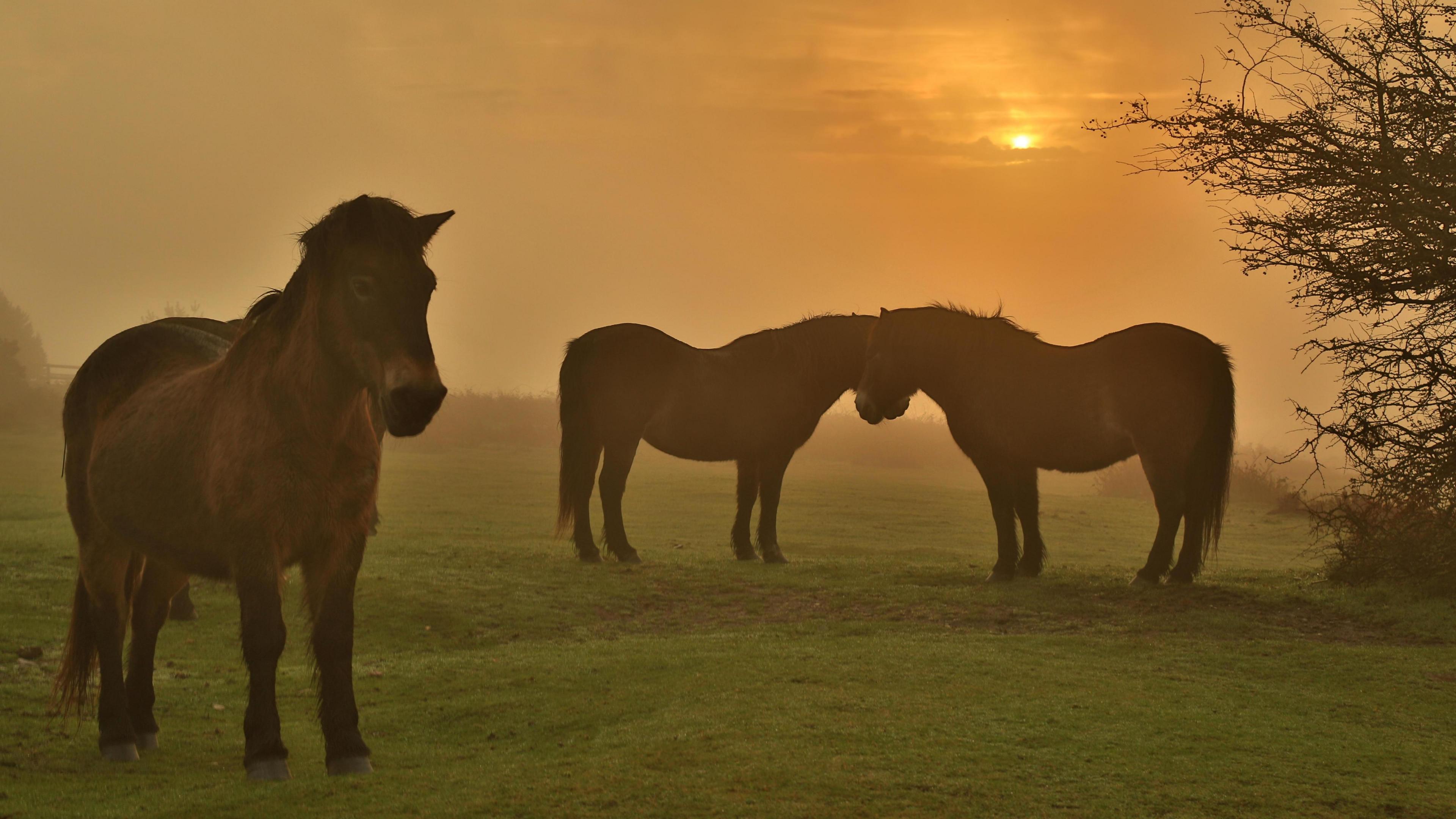 Three horses are grazing on a field as the sun comes up behind them. Two of the horses have their heads close together.