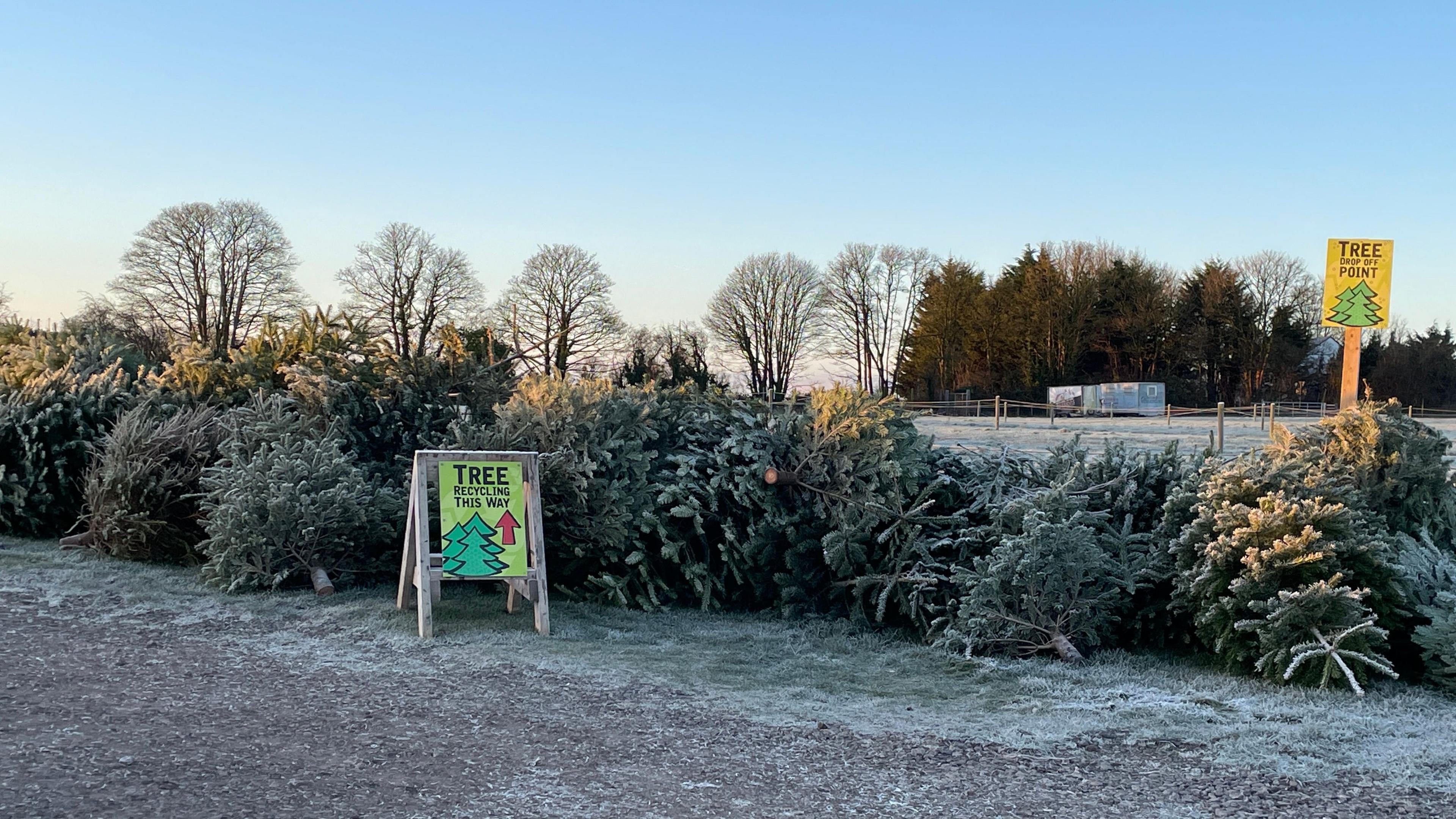 Pile of Christmas trees next to a gravel path, with a sign saying 'Tree Recycling This Way'. 