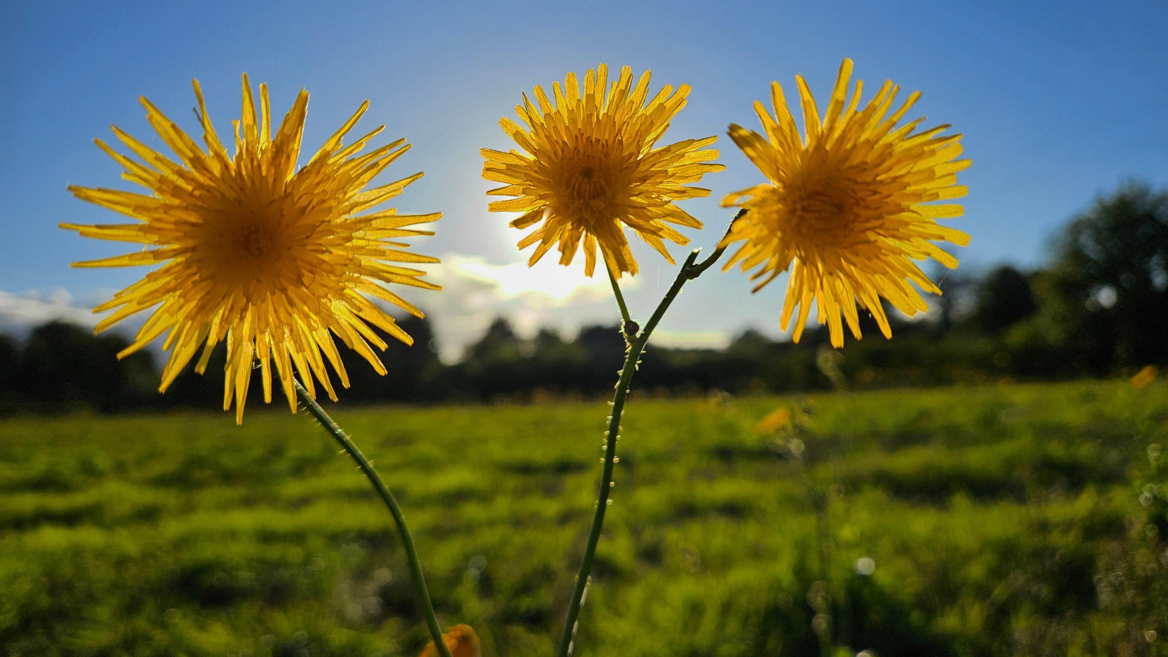 Yellow flowers in close-up with a green field and blue sky in the background