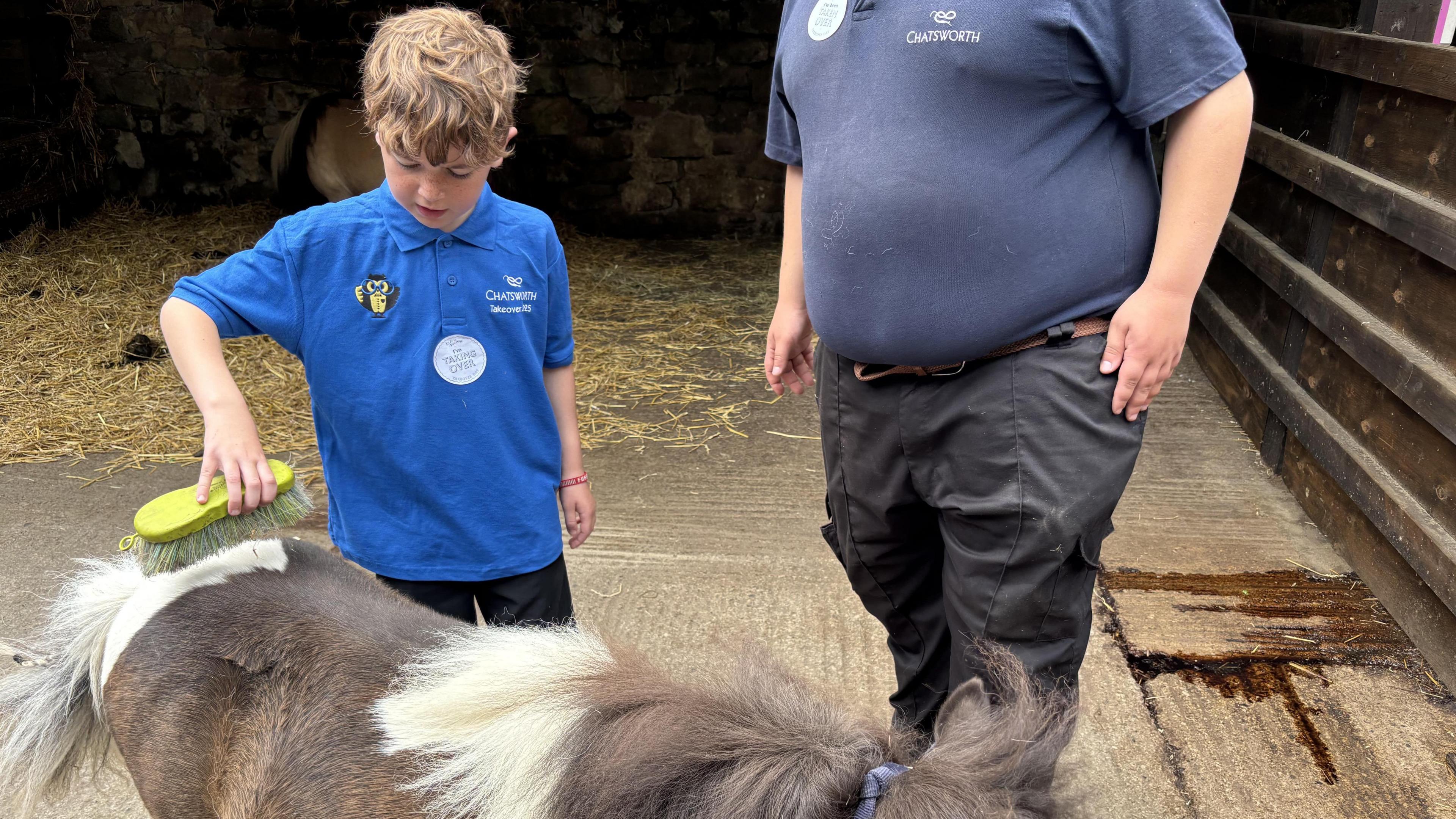 A young school child dressed in blue uniform brushing a small shetland pony.