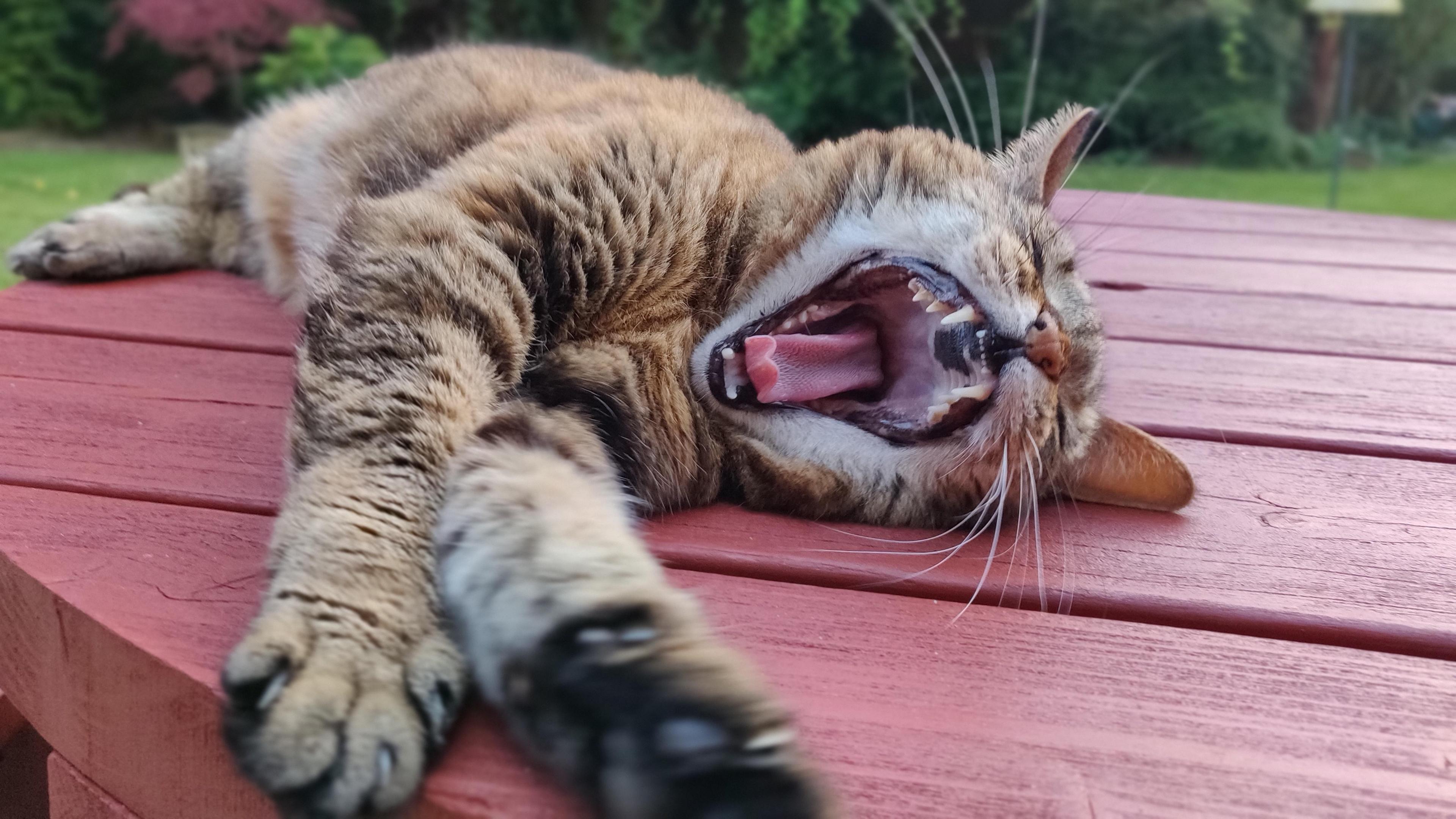 A yawning tabby cat is laid out on a red painted round outdoor table in a garden with its mouth wide and eyes shut