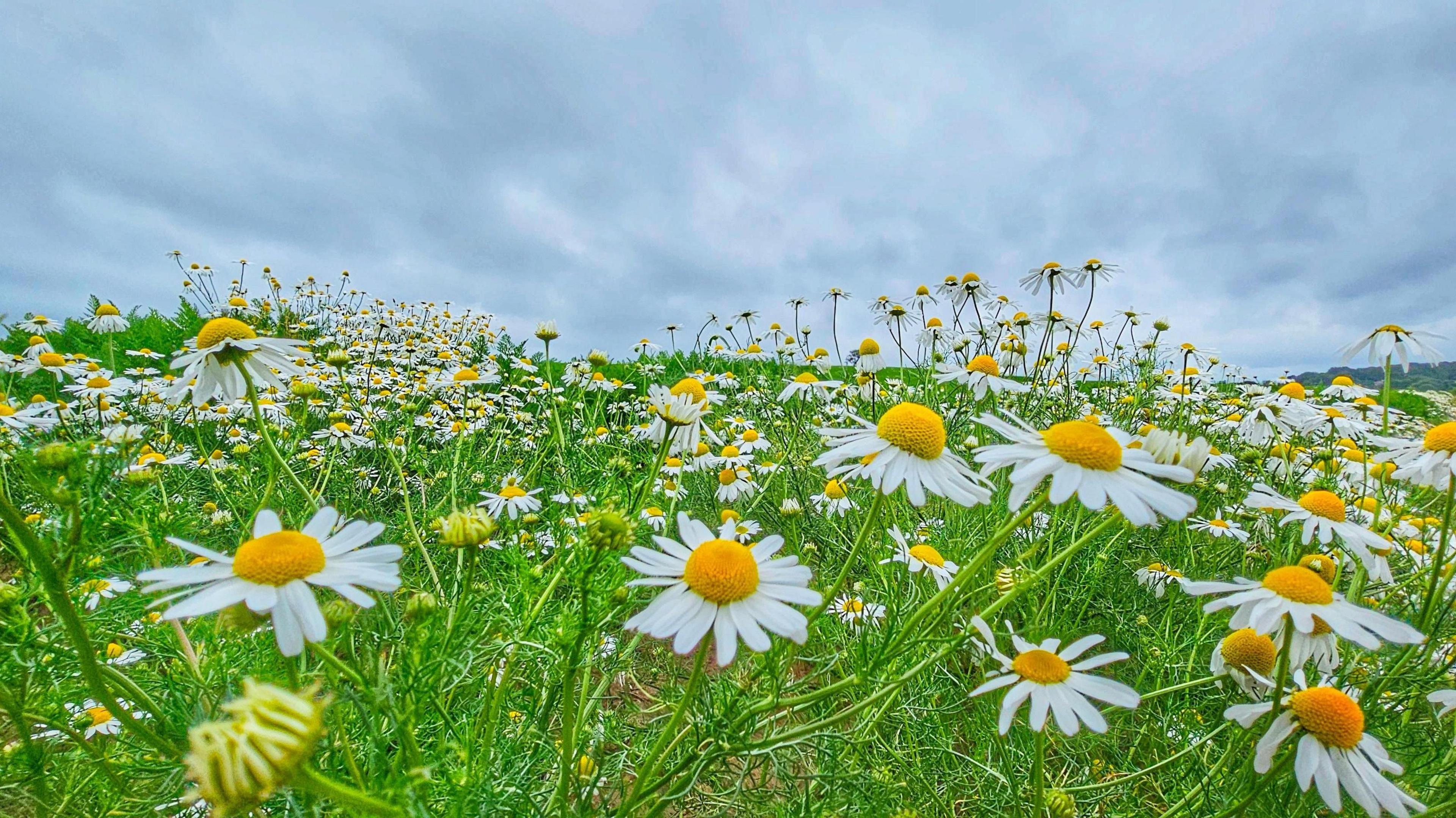 A mass of yellow and white daisies in a field of grass with a cloudy sky above.