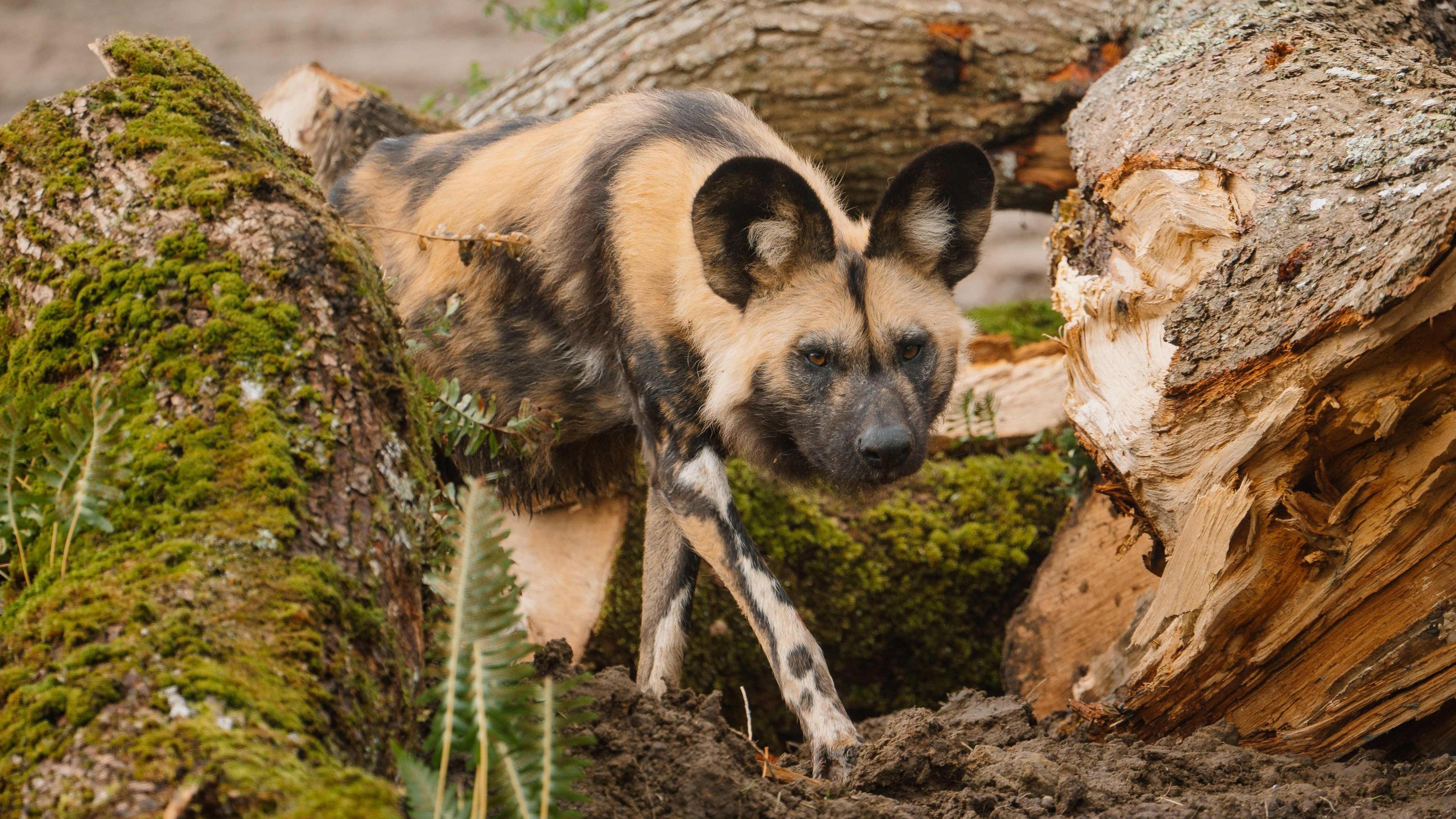 African painted dog