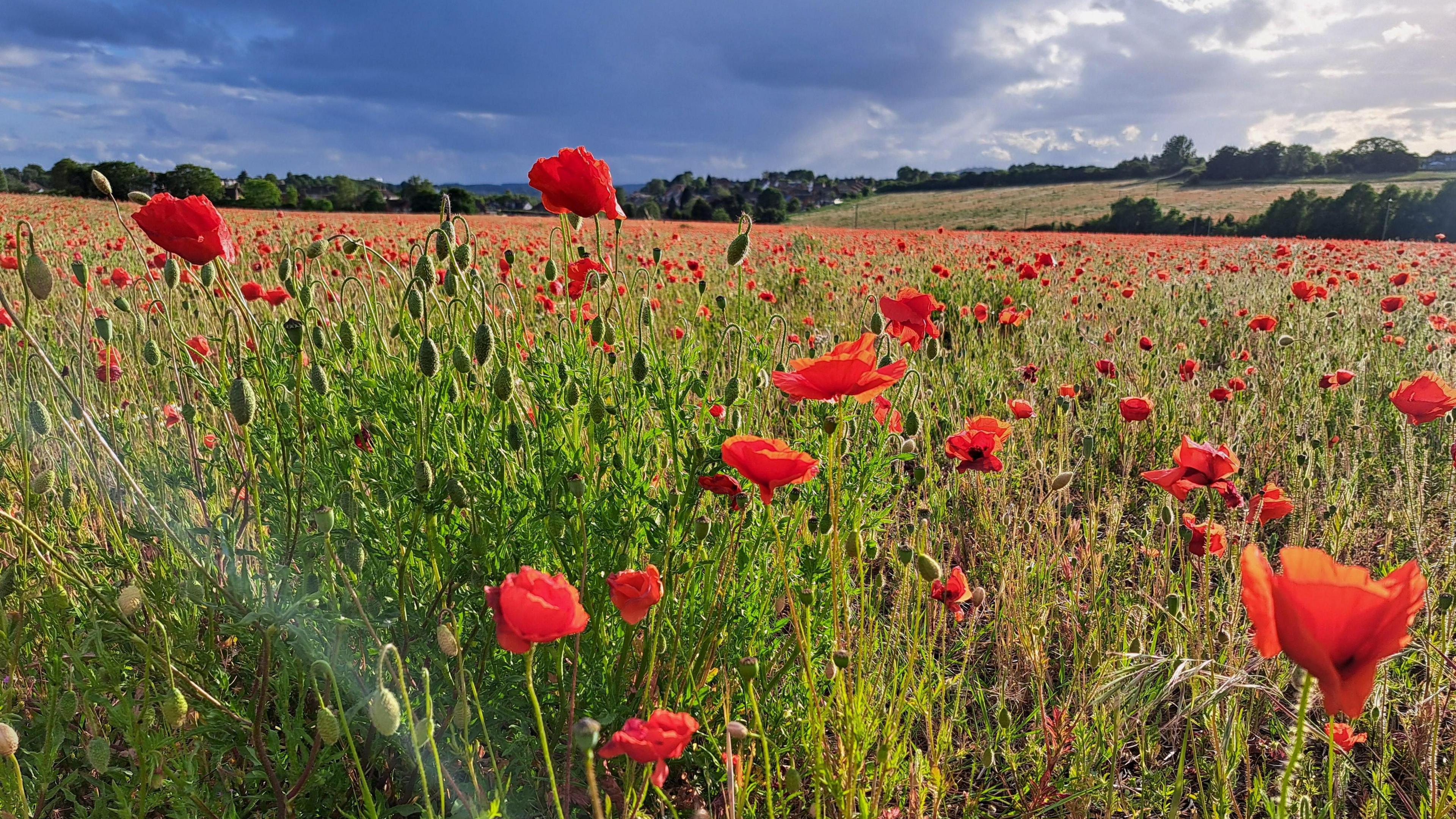 Poppy field with blue sky and some cloud