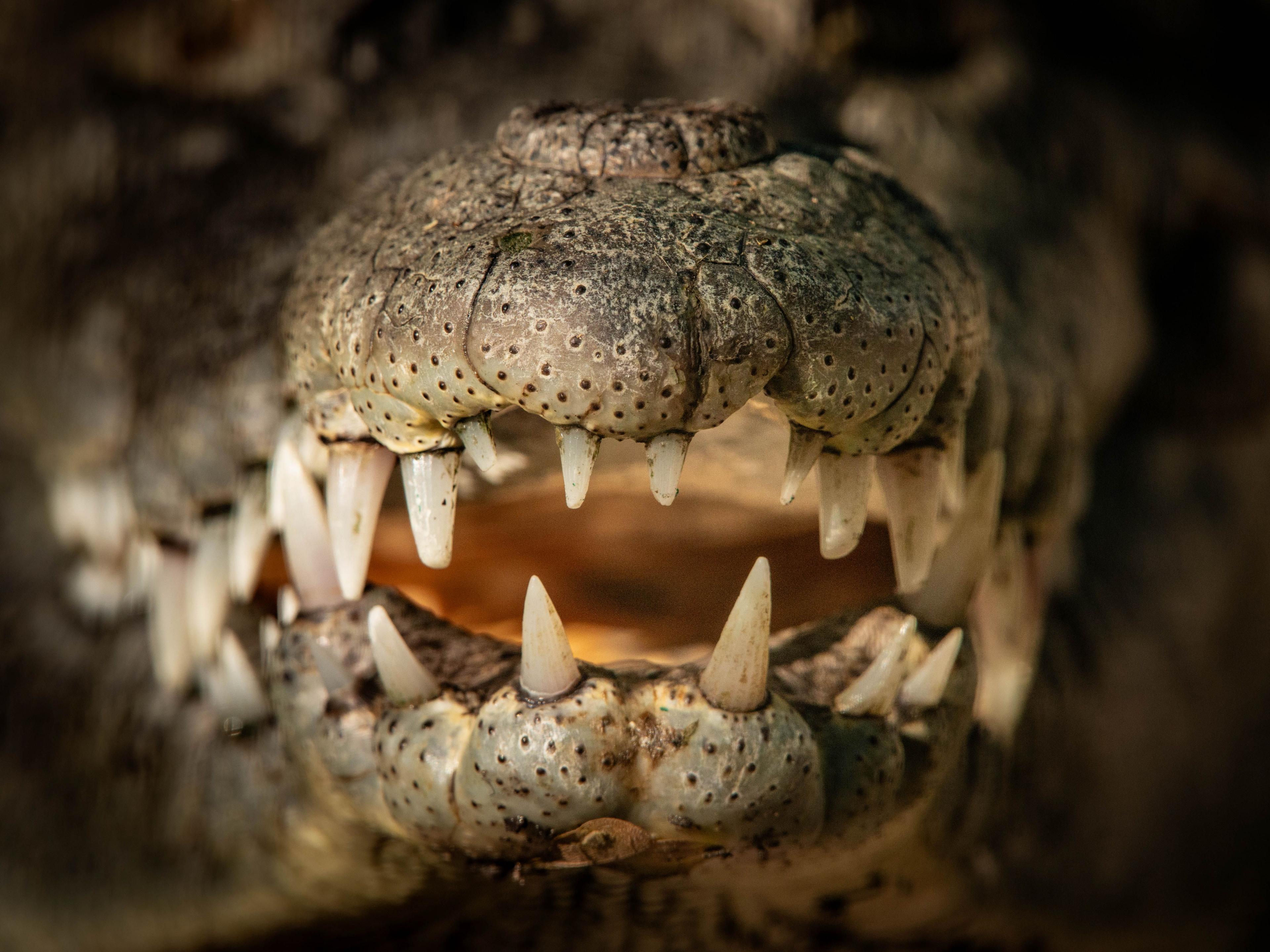 A crocodile at El Cora Crocodile Sanctuary in Bucerias in the State of Nayarit, Mexico