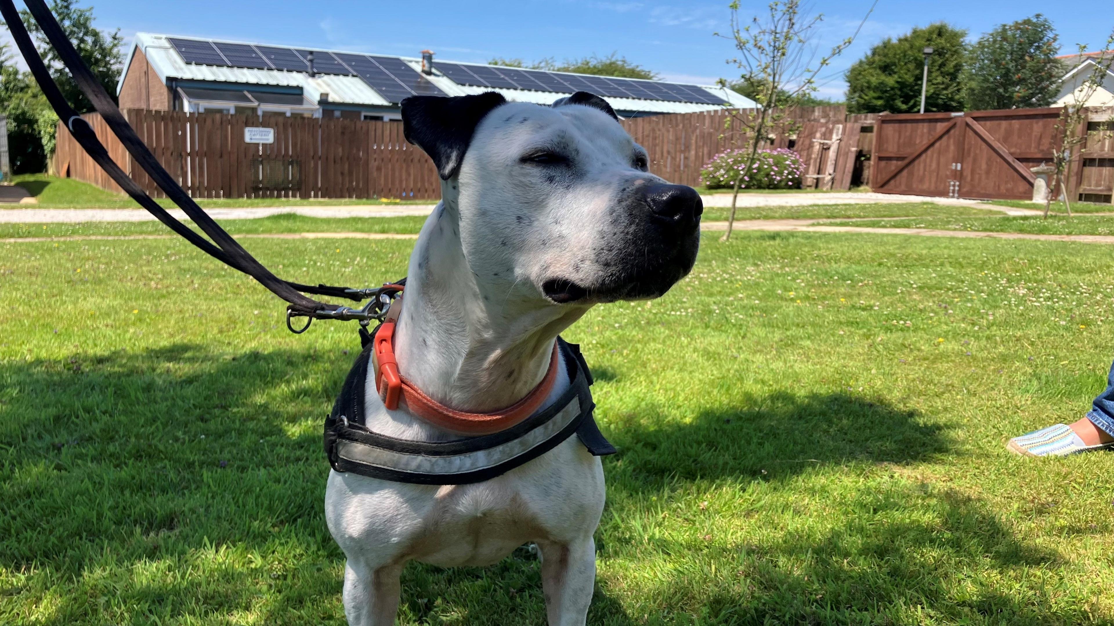 Photo shows dog on a lead, the dog is white predominately but has black ears and a black snout 