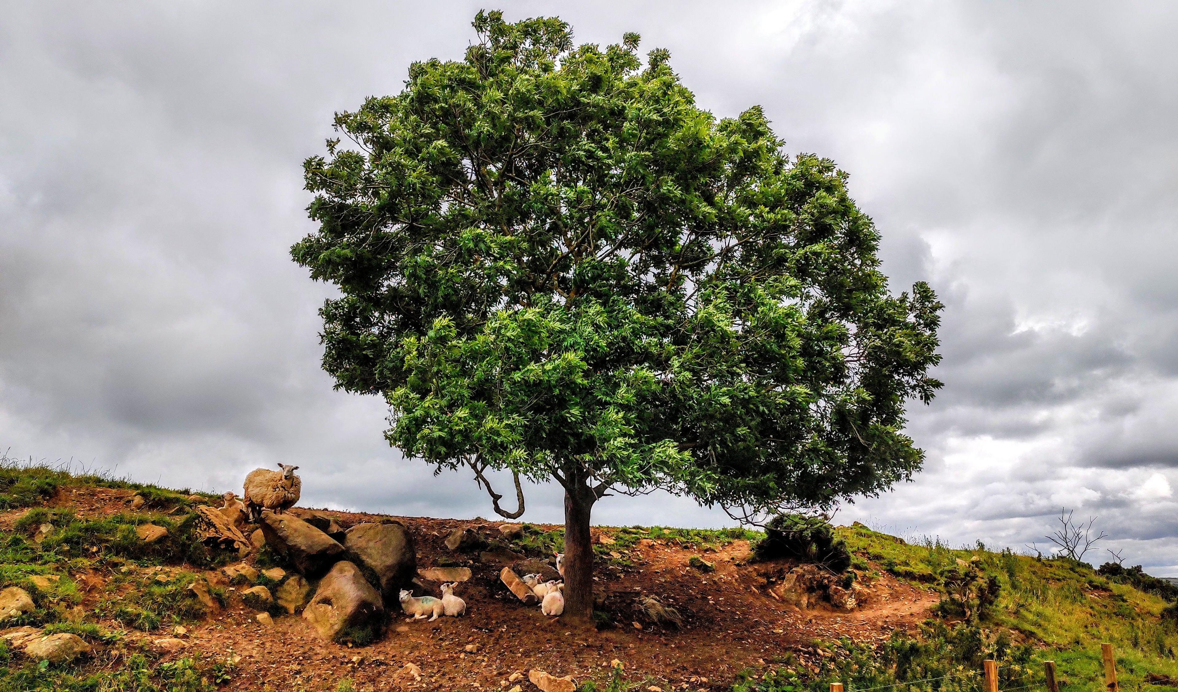 Large tree with sheep shielding below it, under a grey sky