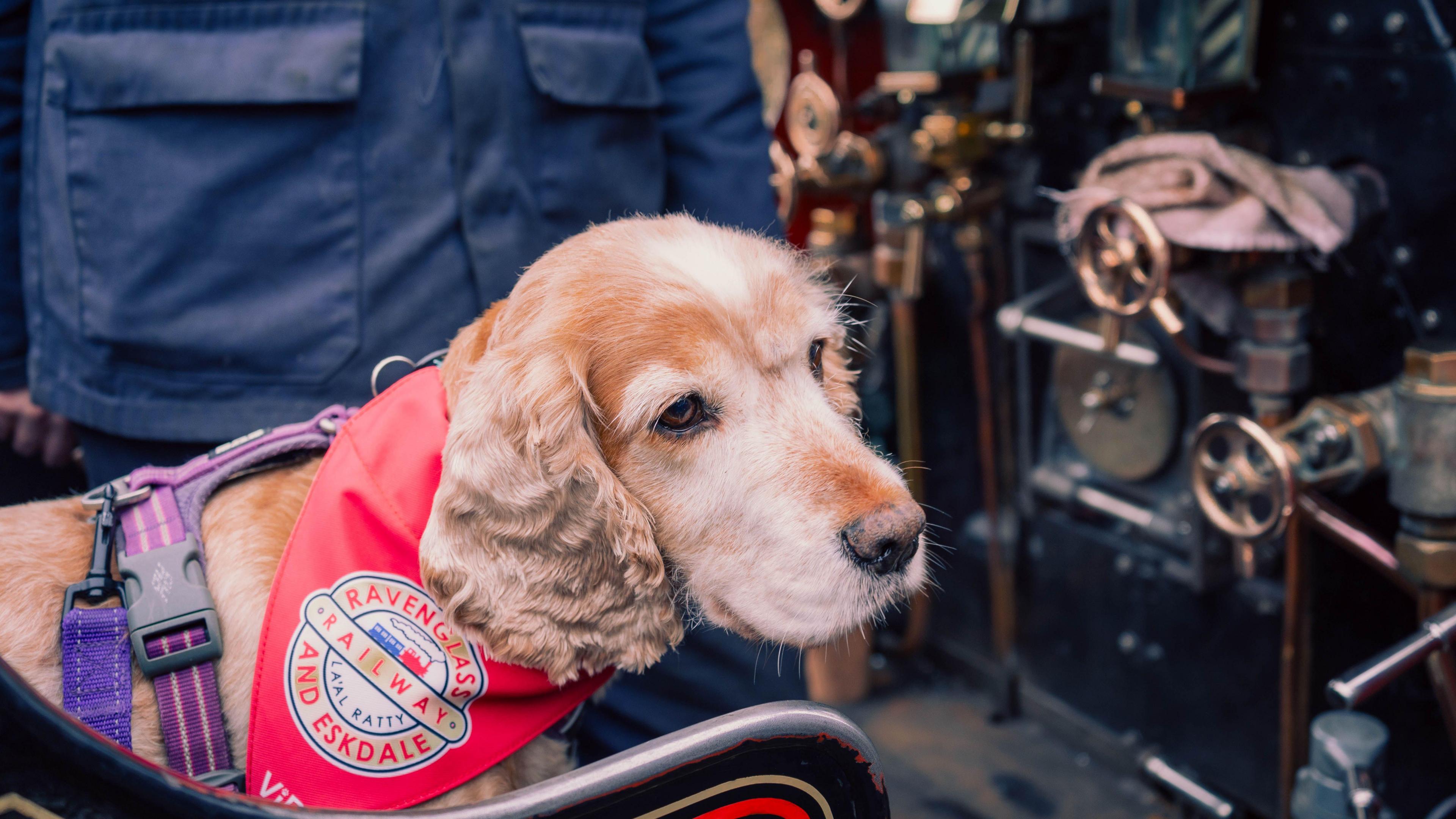 Pudding, a staff member's dog at the Ravenglass and Eskdale Railway