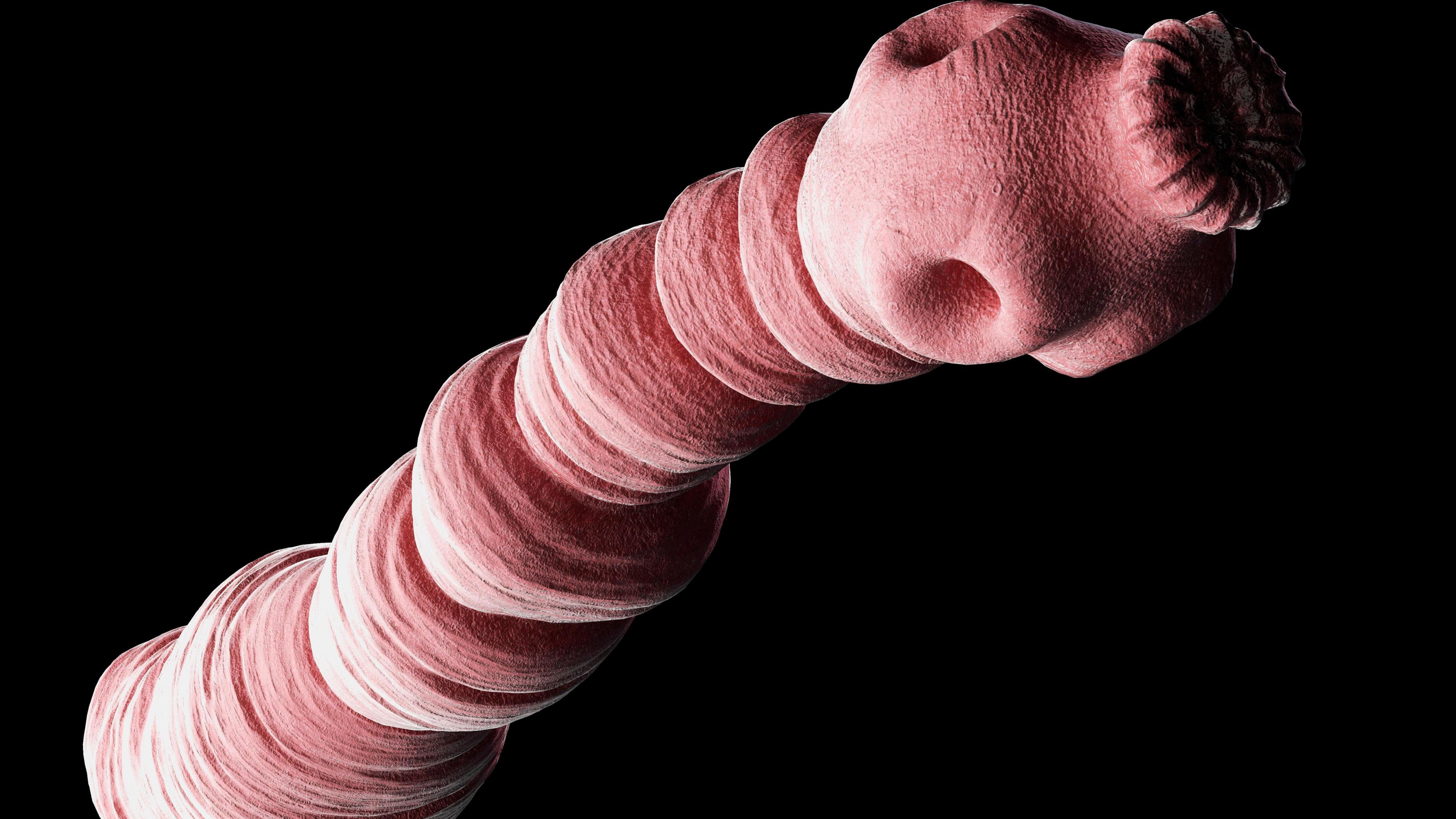 Dog tapeworm (Echinococcus granulosus), computer illustration.