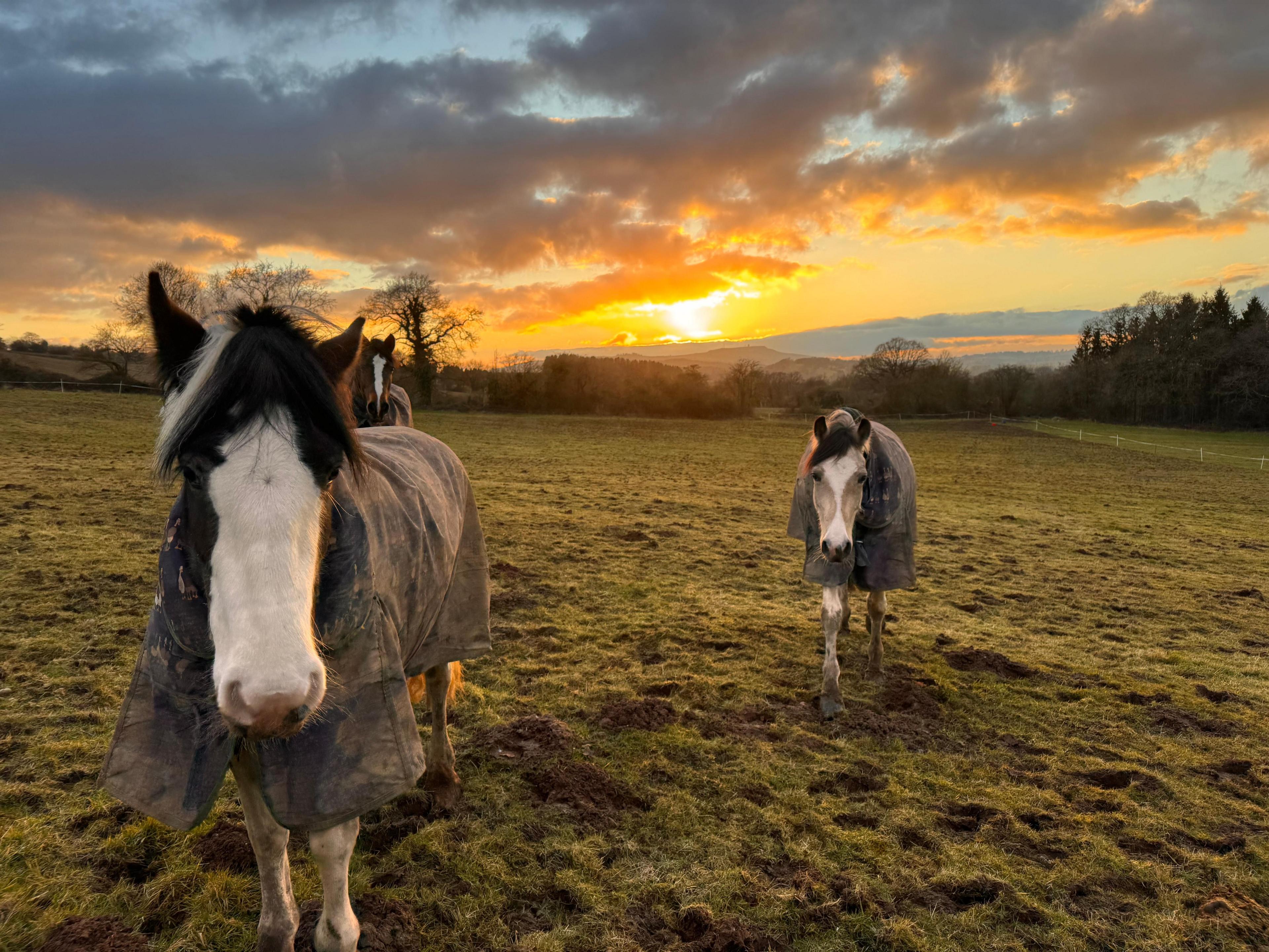 Three horses wearing rugs in a field, gently sloping off into the distance under a low sun, shining out from under grey clouds.