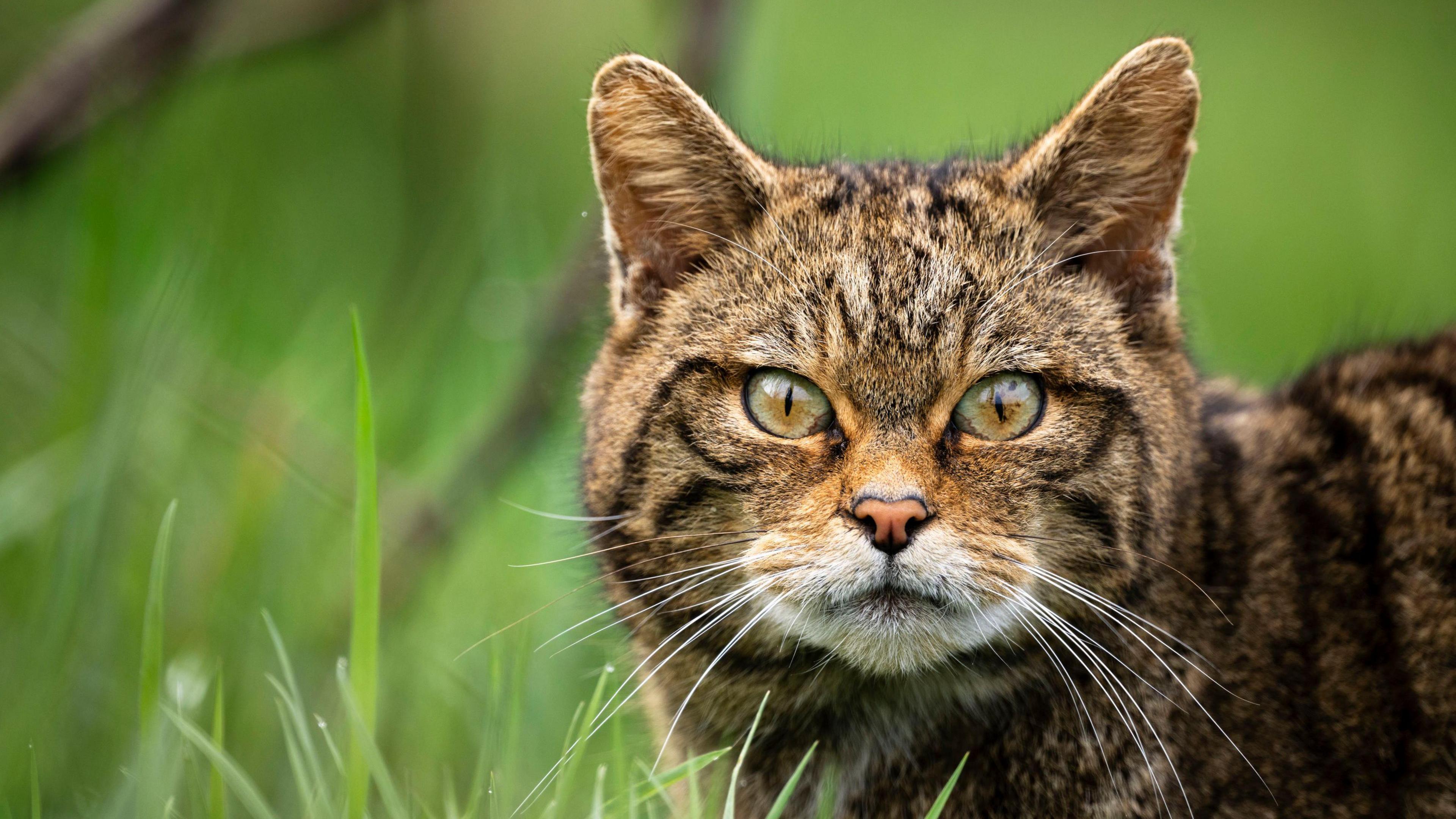 Wildcat with green and amber eyes looking directly into the camera. It is sitting among tall grass. 