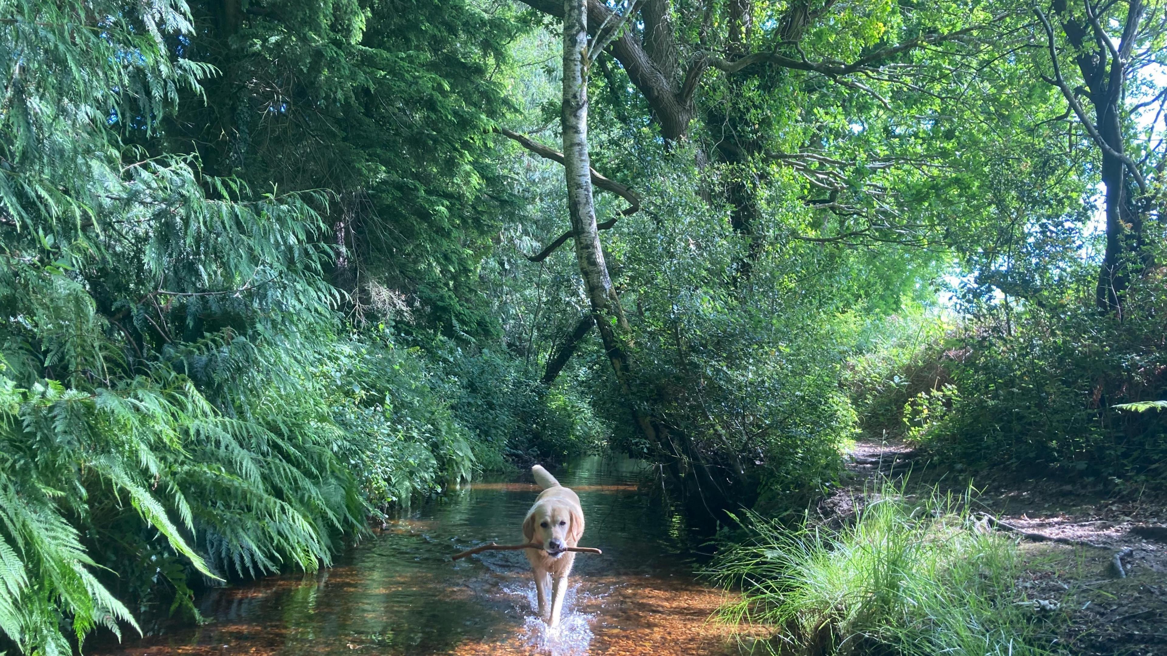 A dog with a stick in its mouth walking through a stream.