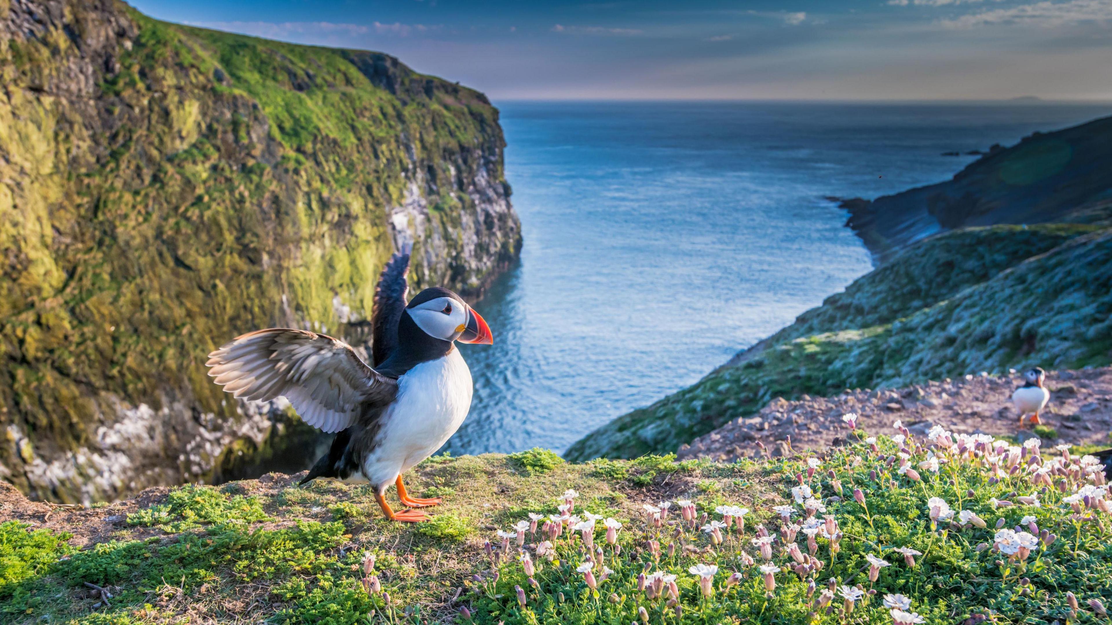 A puffin spreads its wings on a clifftop on a sunny day, surrounded by short grass and wildflowers.