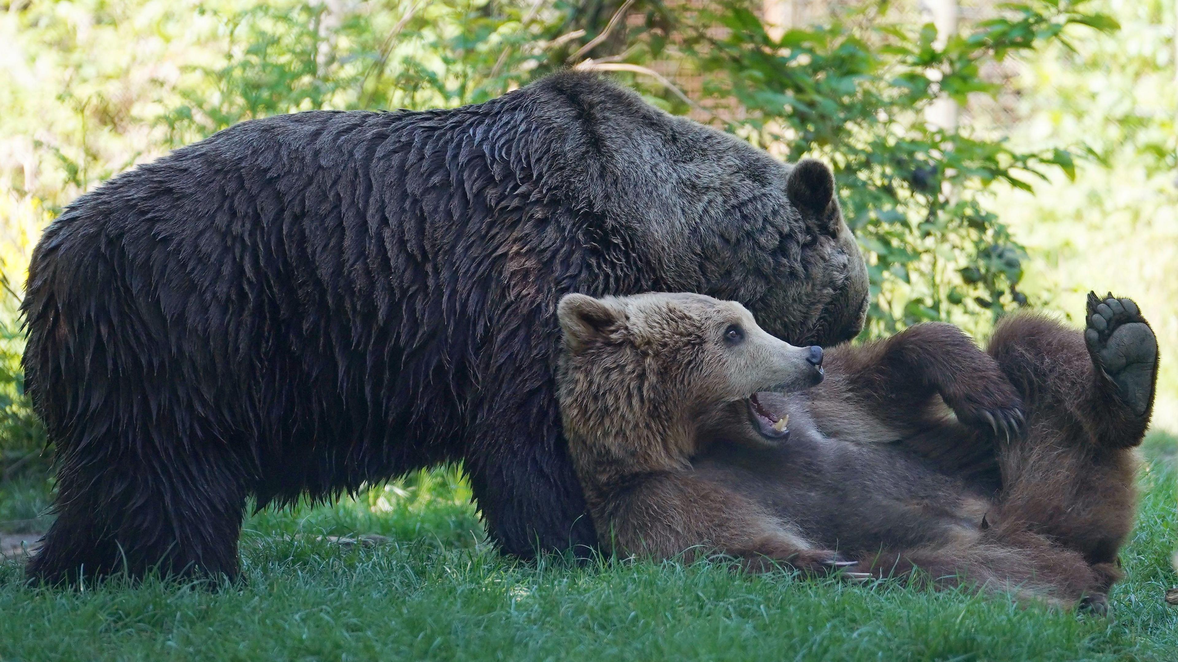 Boki and Scruff the brown bears play-fighting