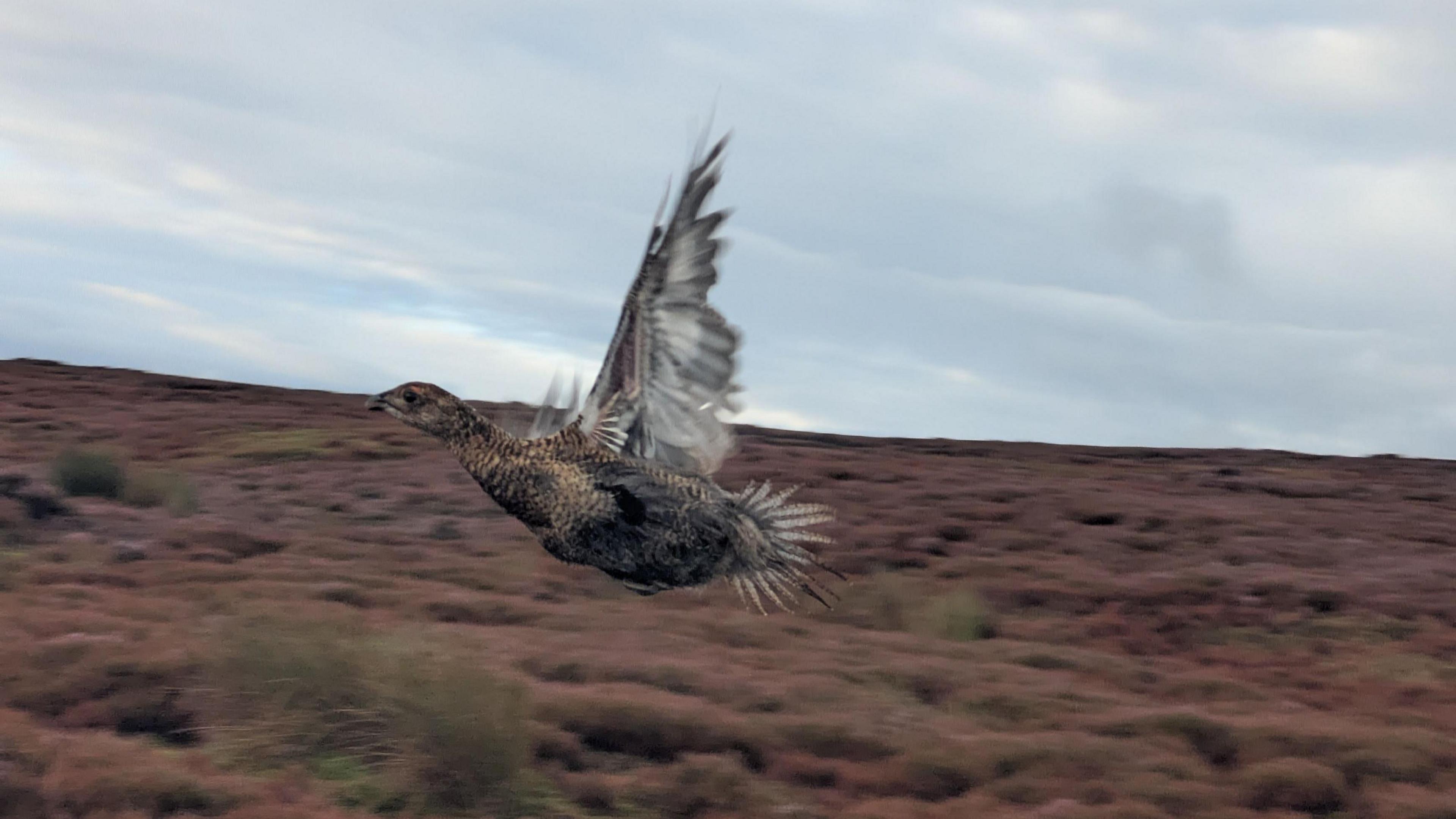 A young black grouse poult captured in full flight with moorland behind it
