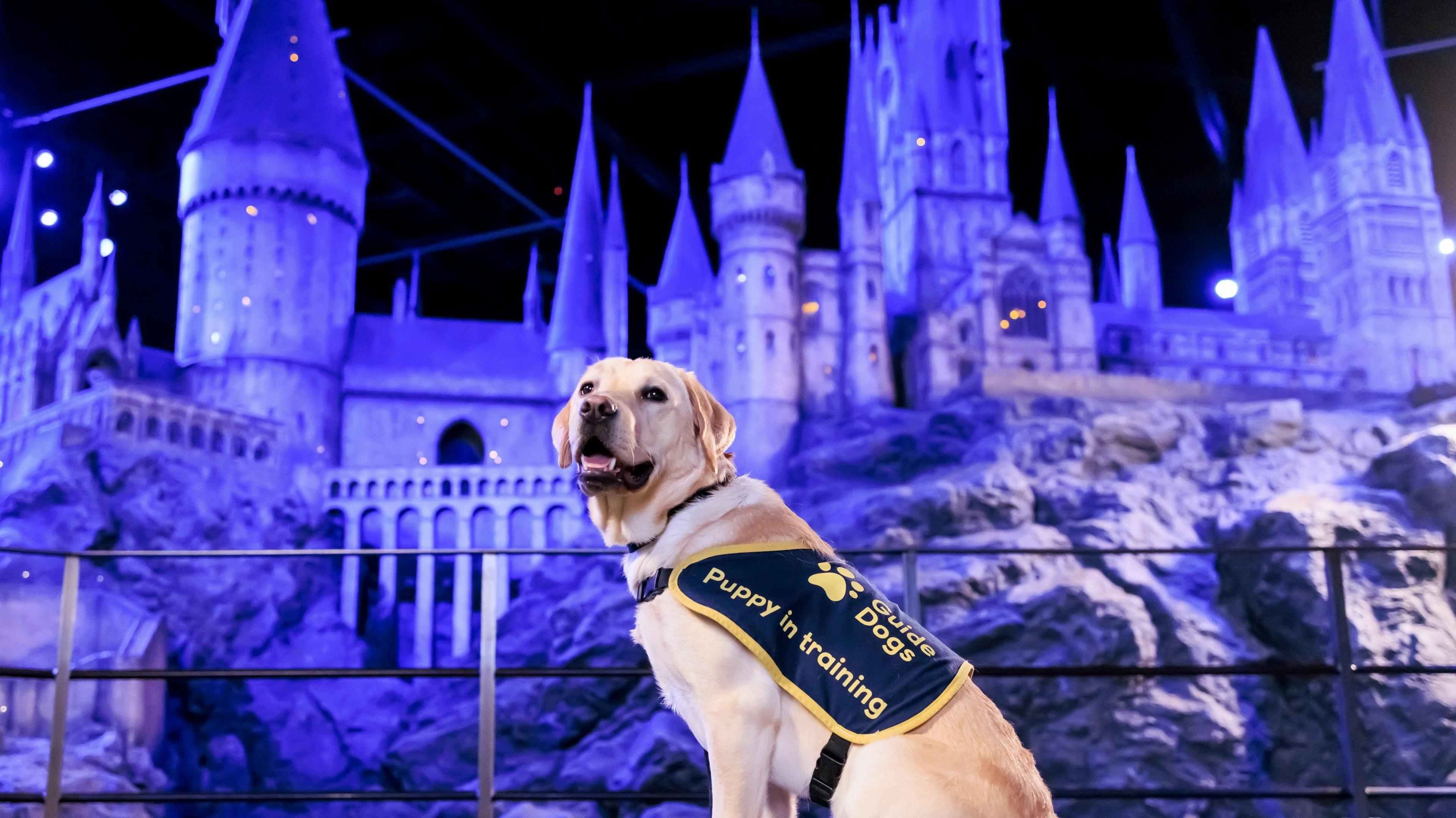 A cream labrador dog wearing a coat with the words "Guide dogs, puppy in training" on is sat in front of the Hogwarts miniature model.