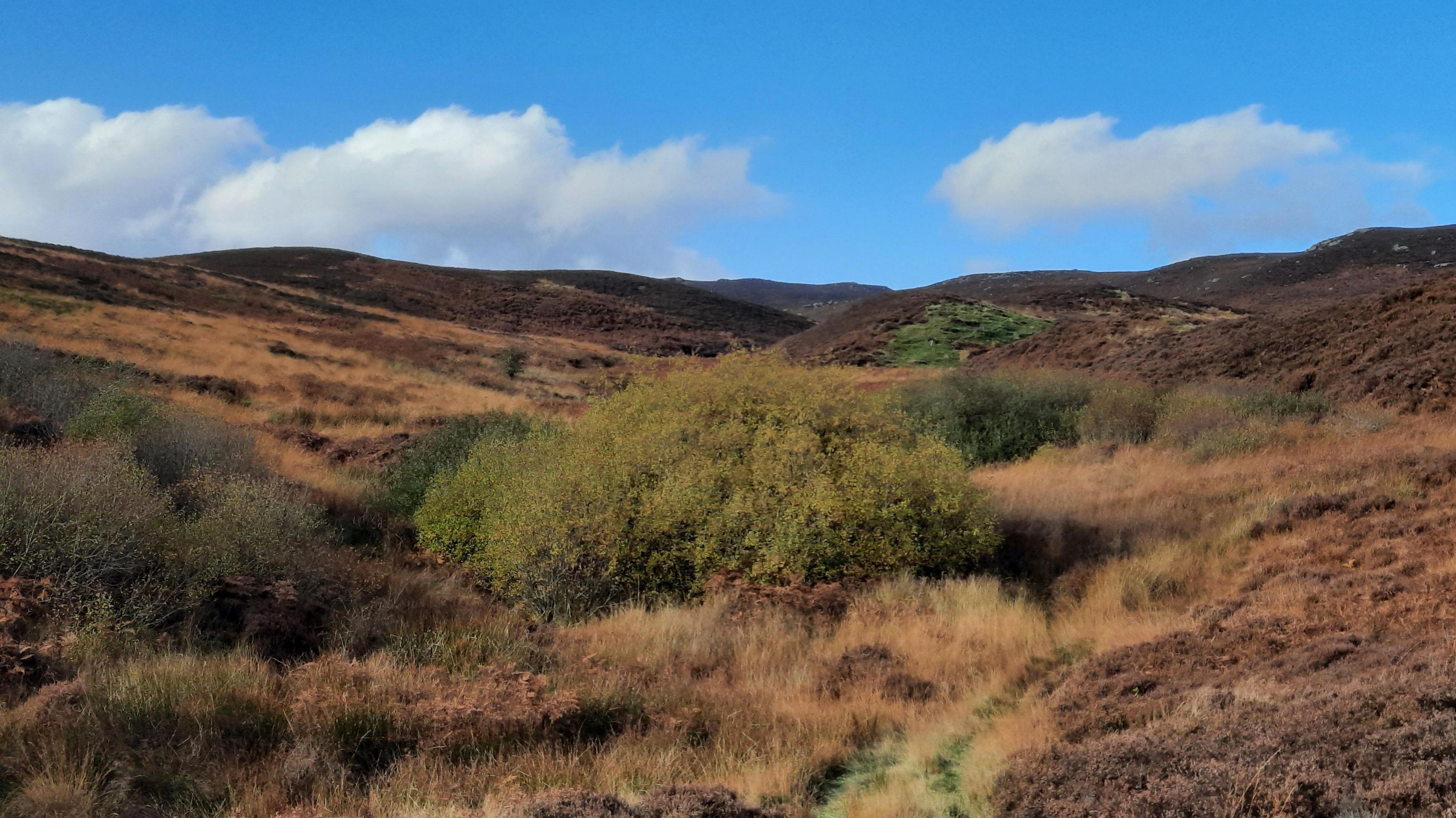 Hills covered with bracken and heather on a sunny day 