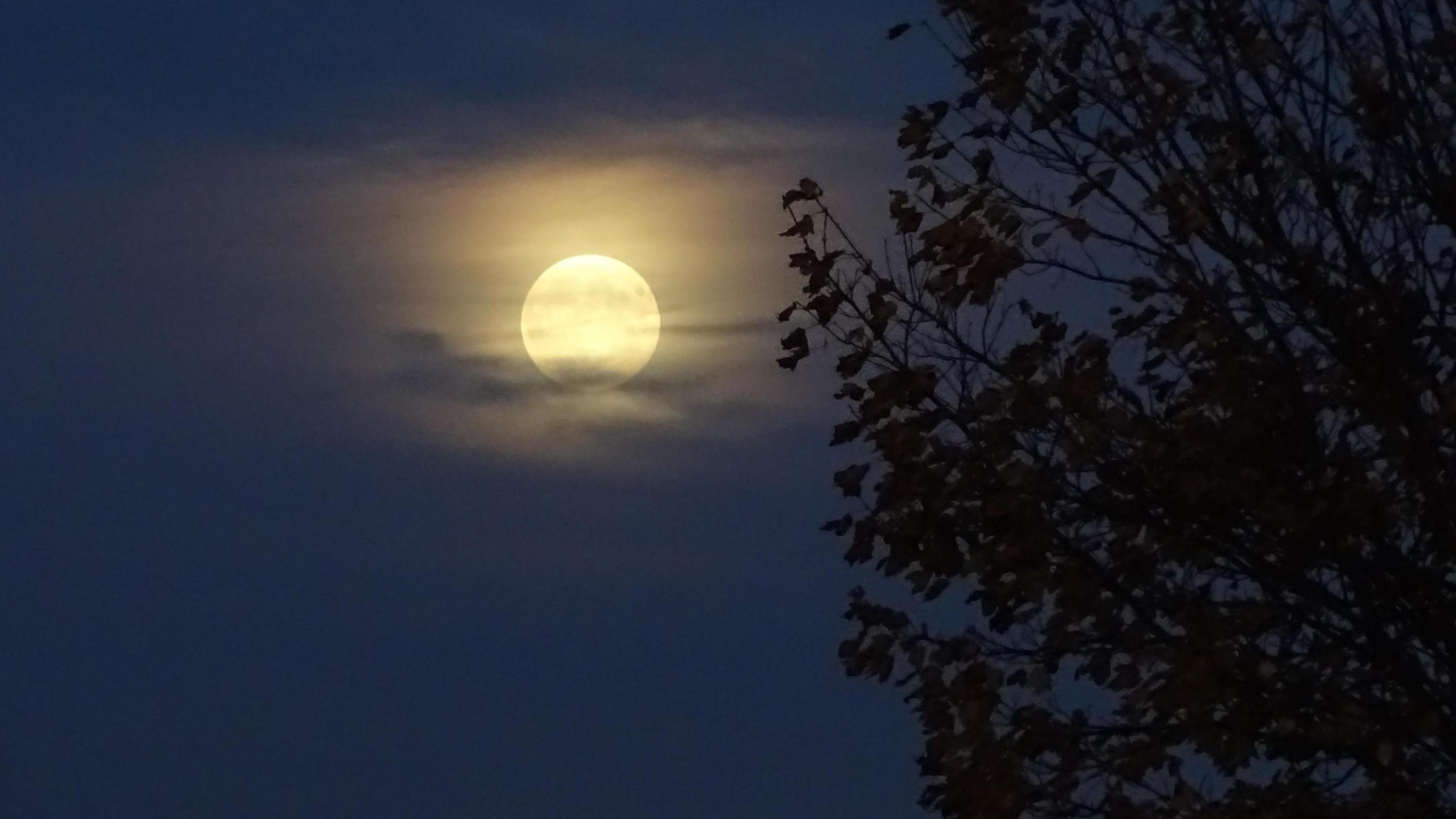 A photo of the full moon behind some light cloud and trees.