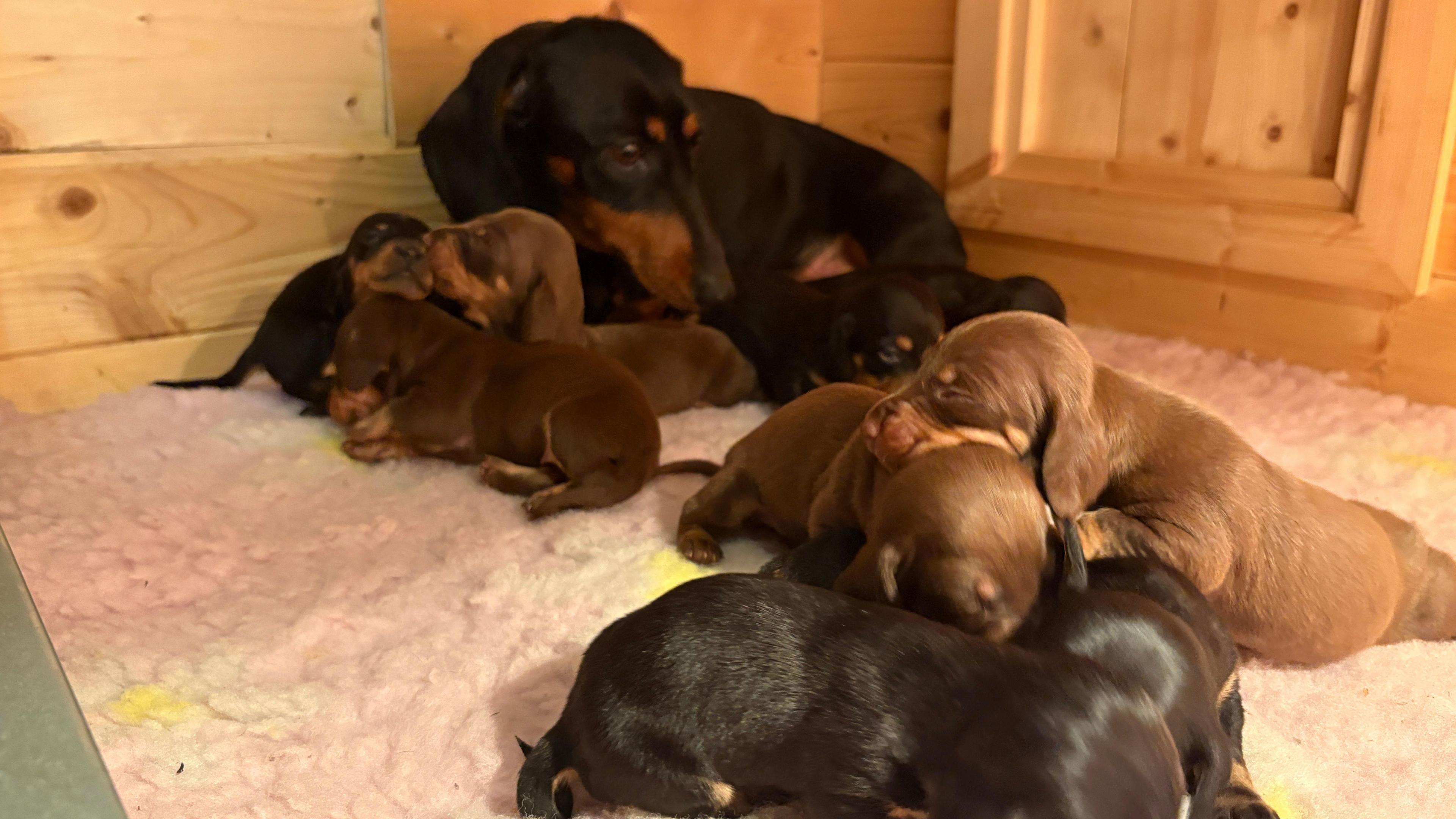 Mollie a black and brown dachshund with a litter of dachshund puppies.