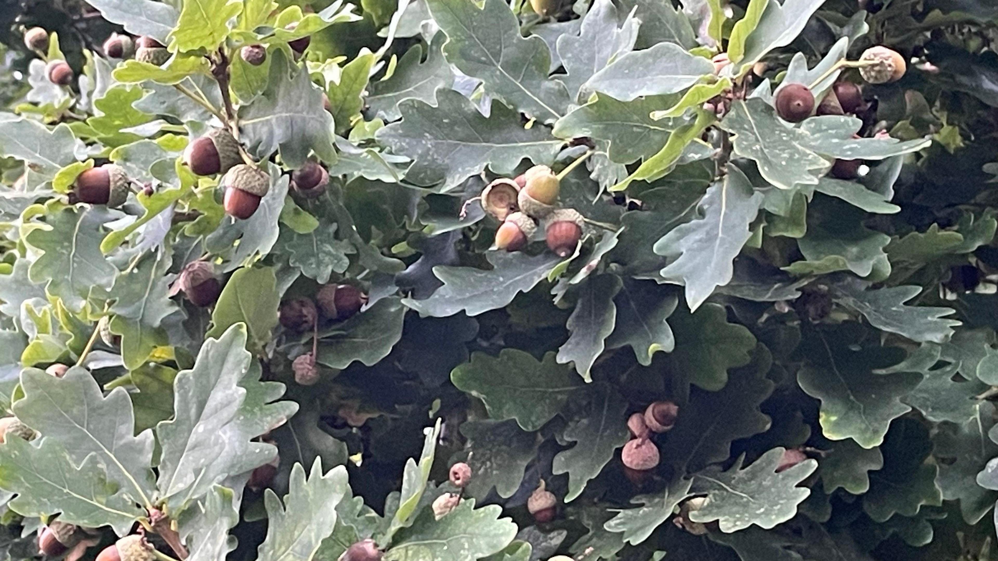 Acorns and leaves.