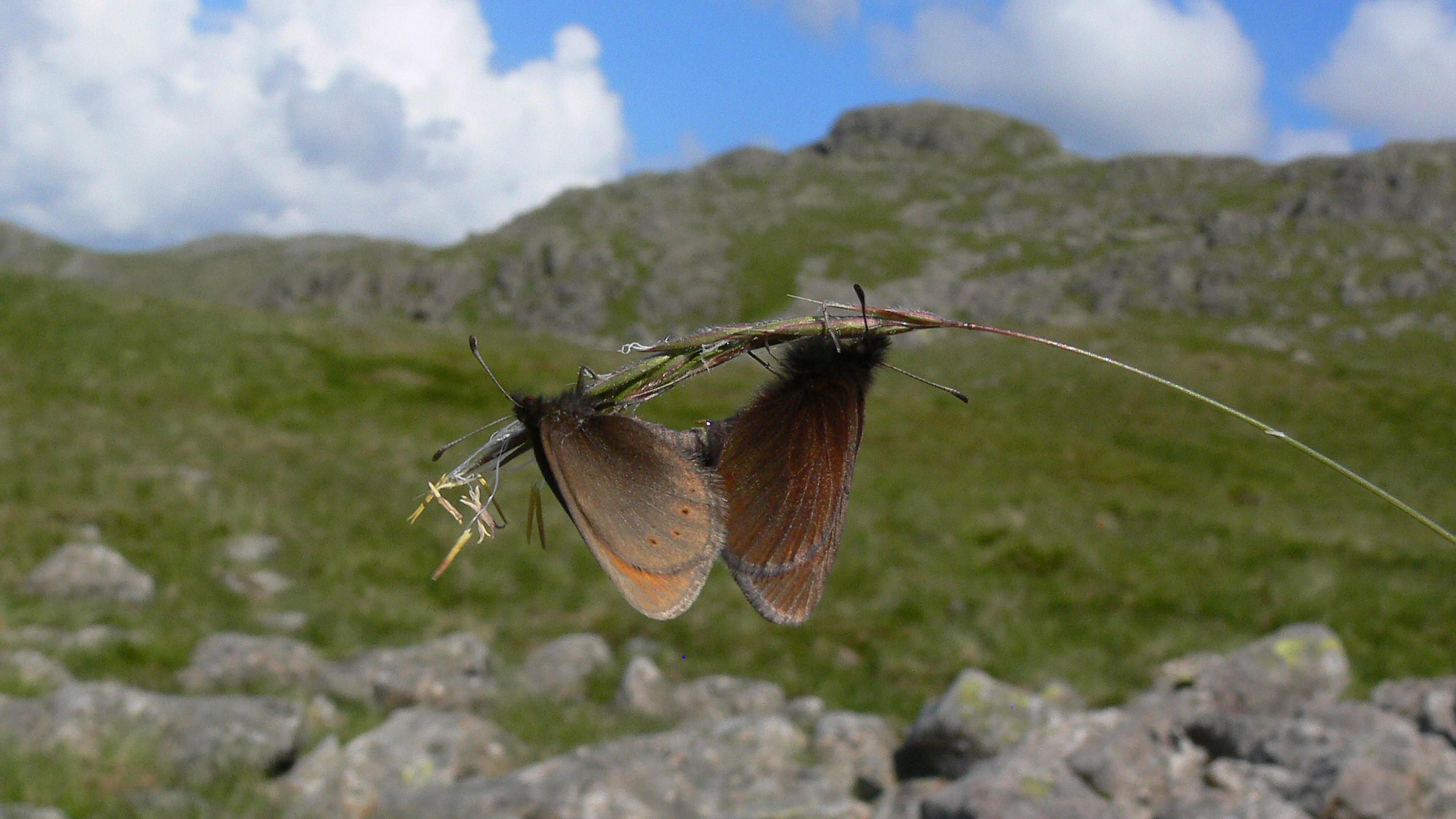 Two mountain ringlet butterflies are joined together at the end of a long blade of wild grass. A rocky, grassy hill top is blurred in the background.