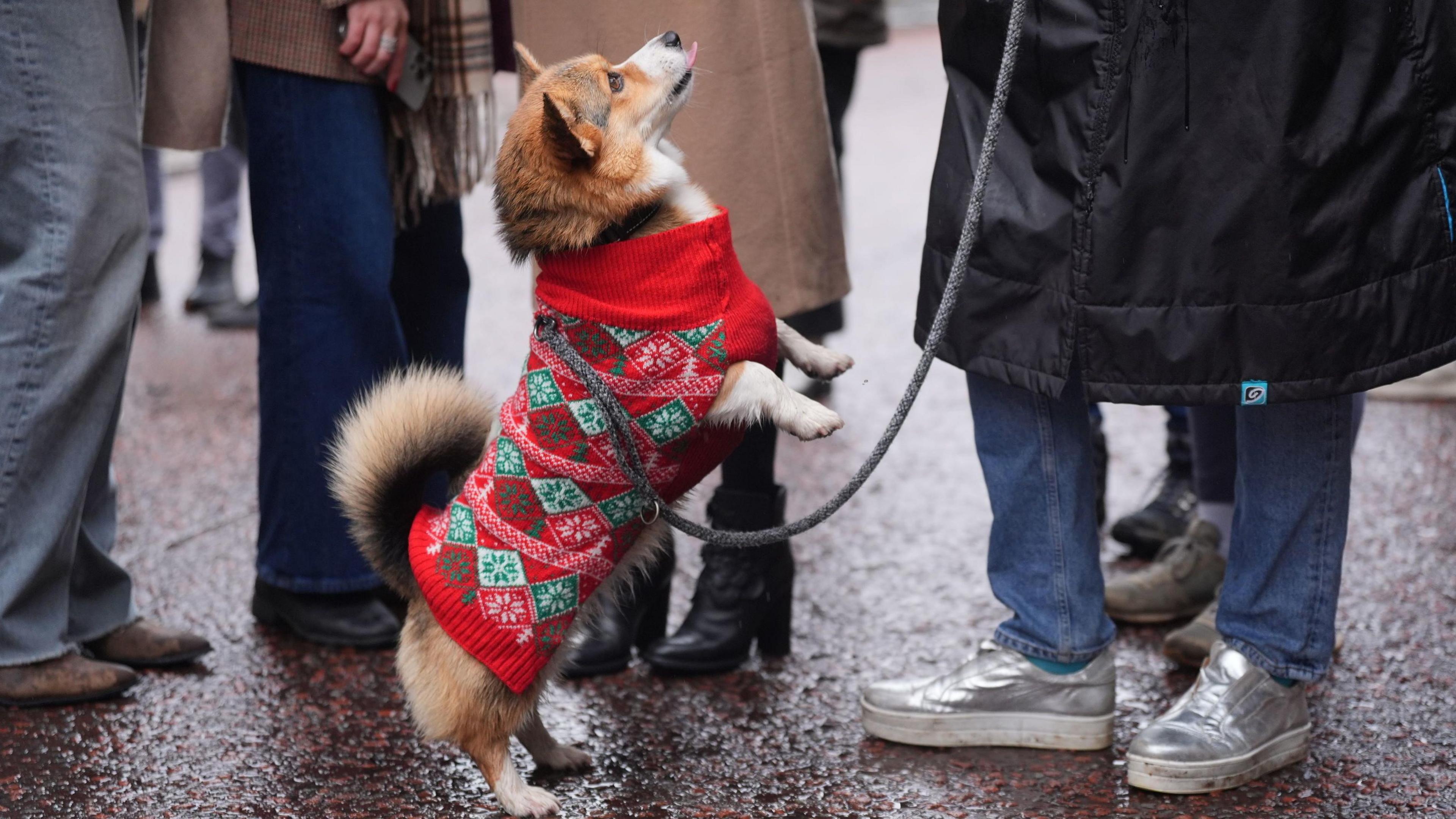 A corgi in a red and green Christmas jumper jumps up at its owner.