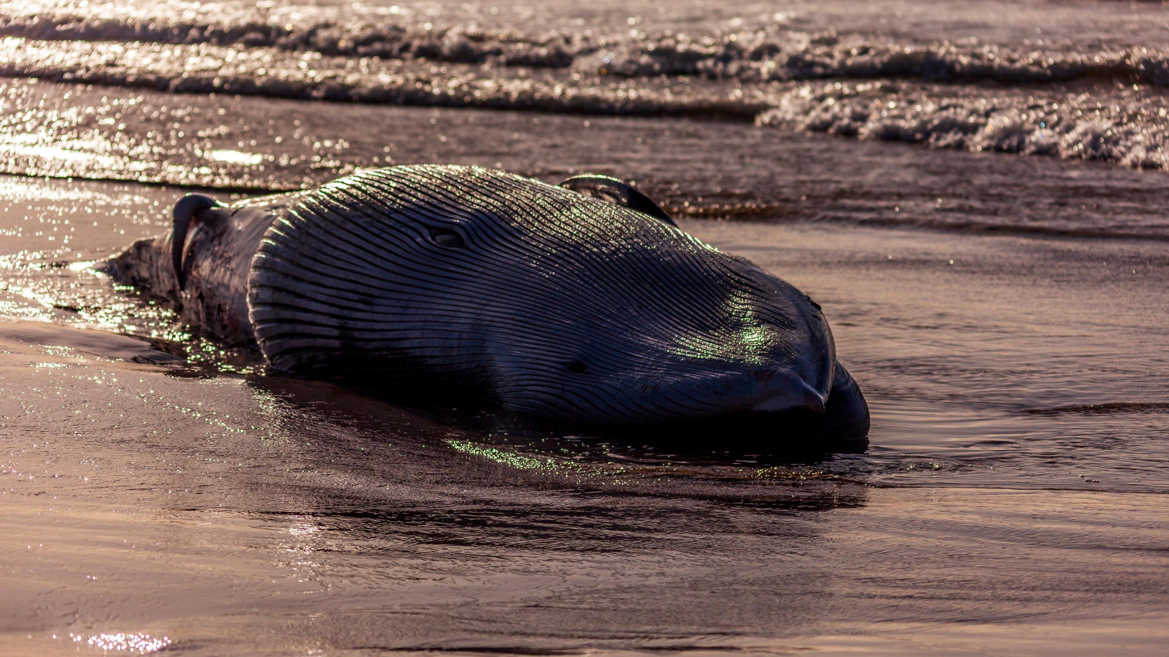 A dead whale upside down on the sand. The tide is coming in around it. It is sunset and the image is quite dark. 