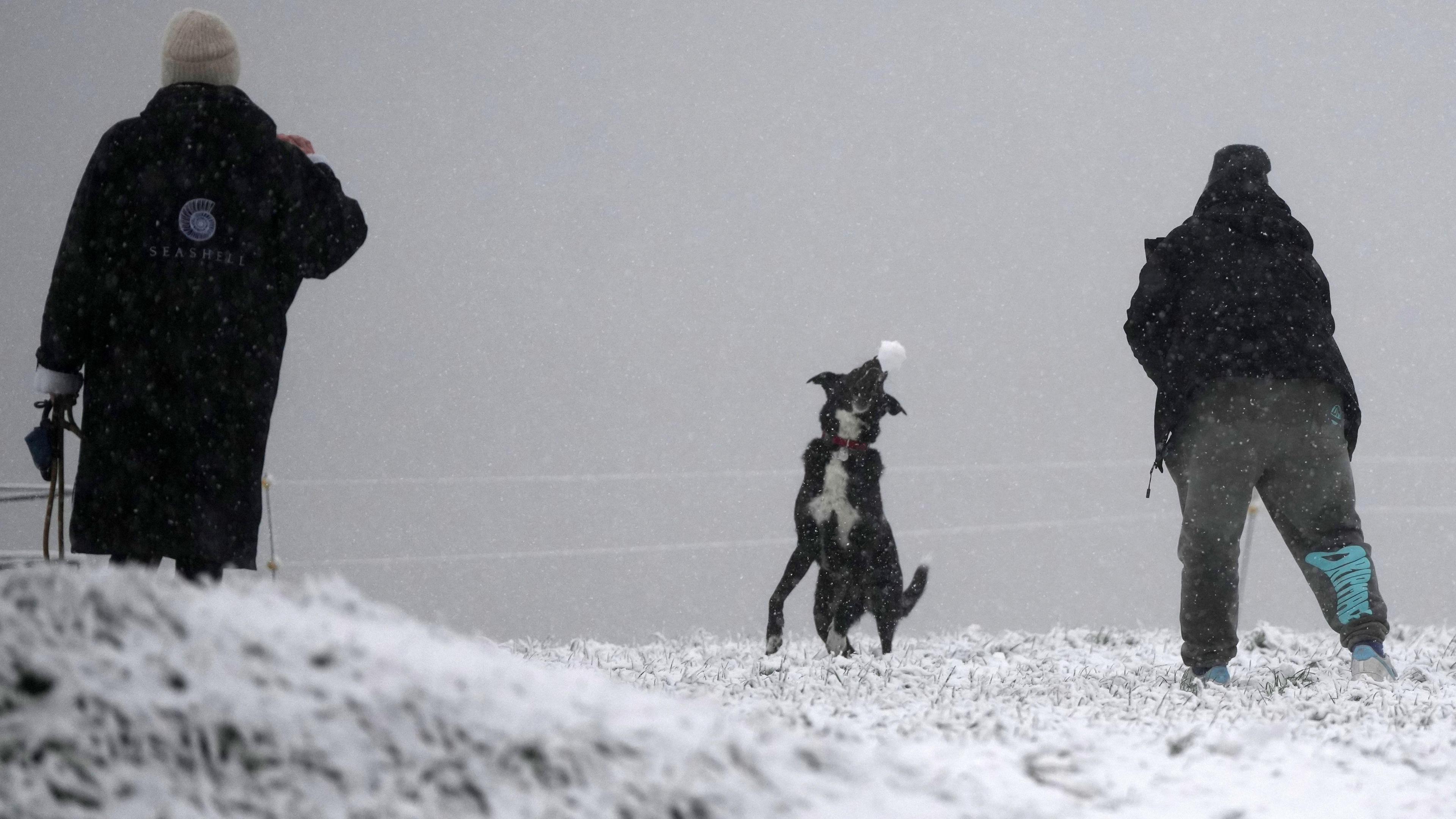 A person throws a snowball at a dog