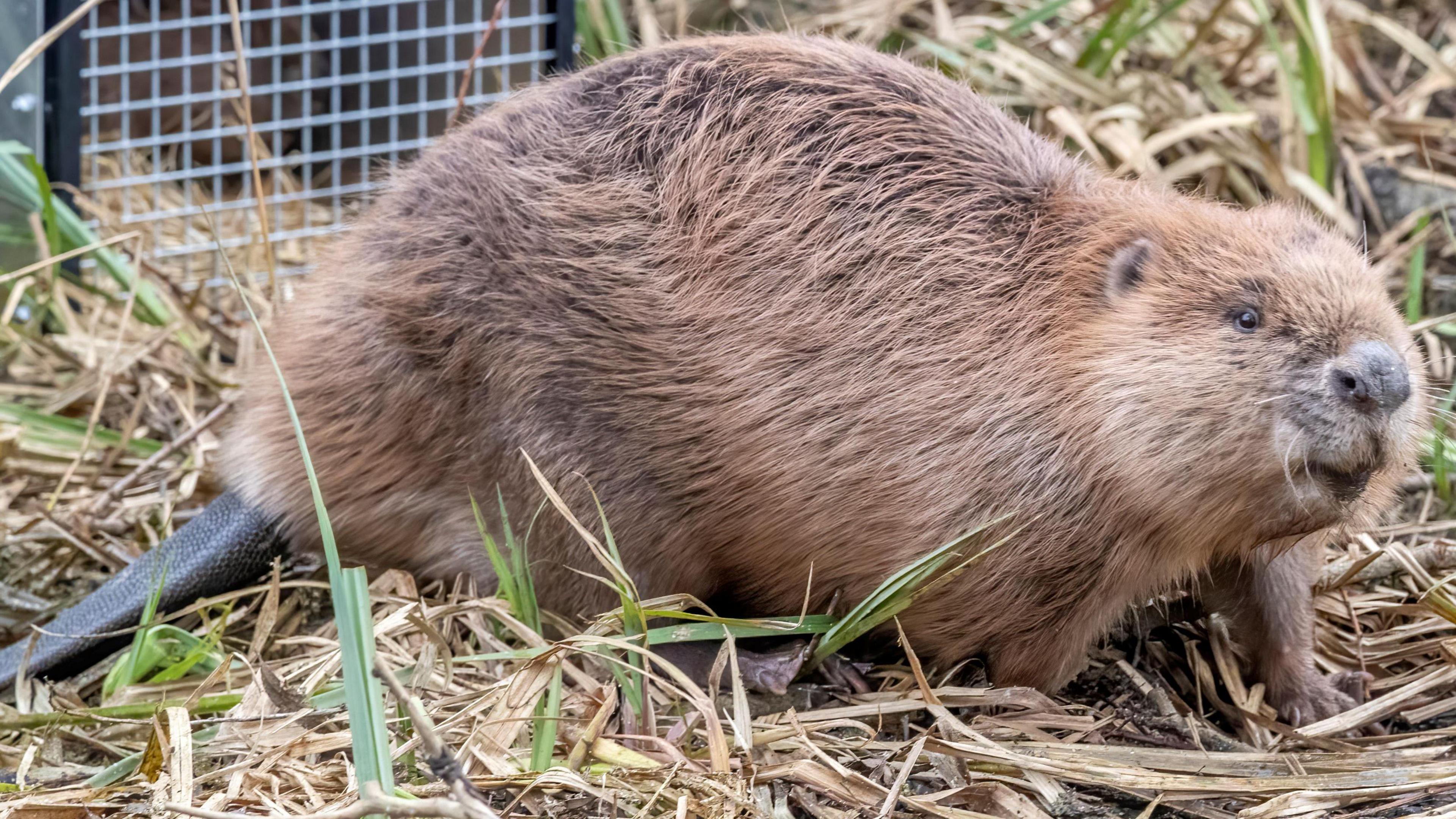 Beaver family helps create 'diversity' at Rushden nature reserve - BBC News