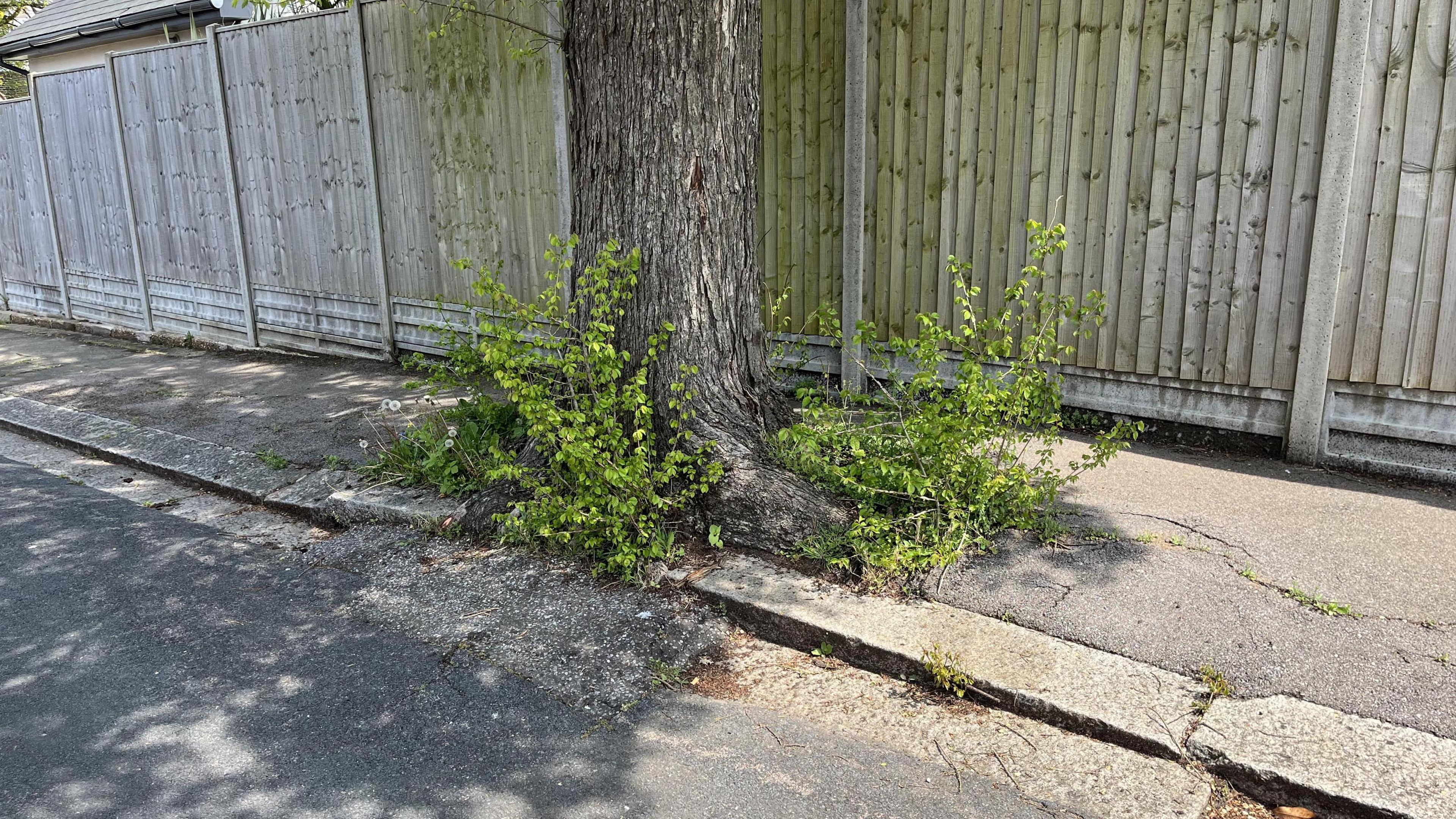 Weeds growing out the bottom of the tree in the pavemen t