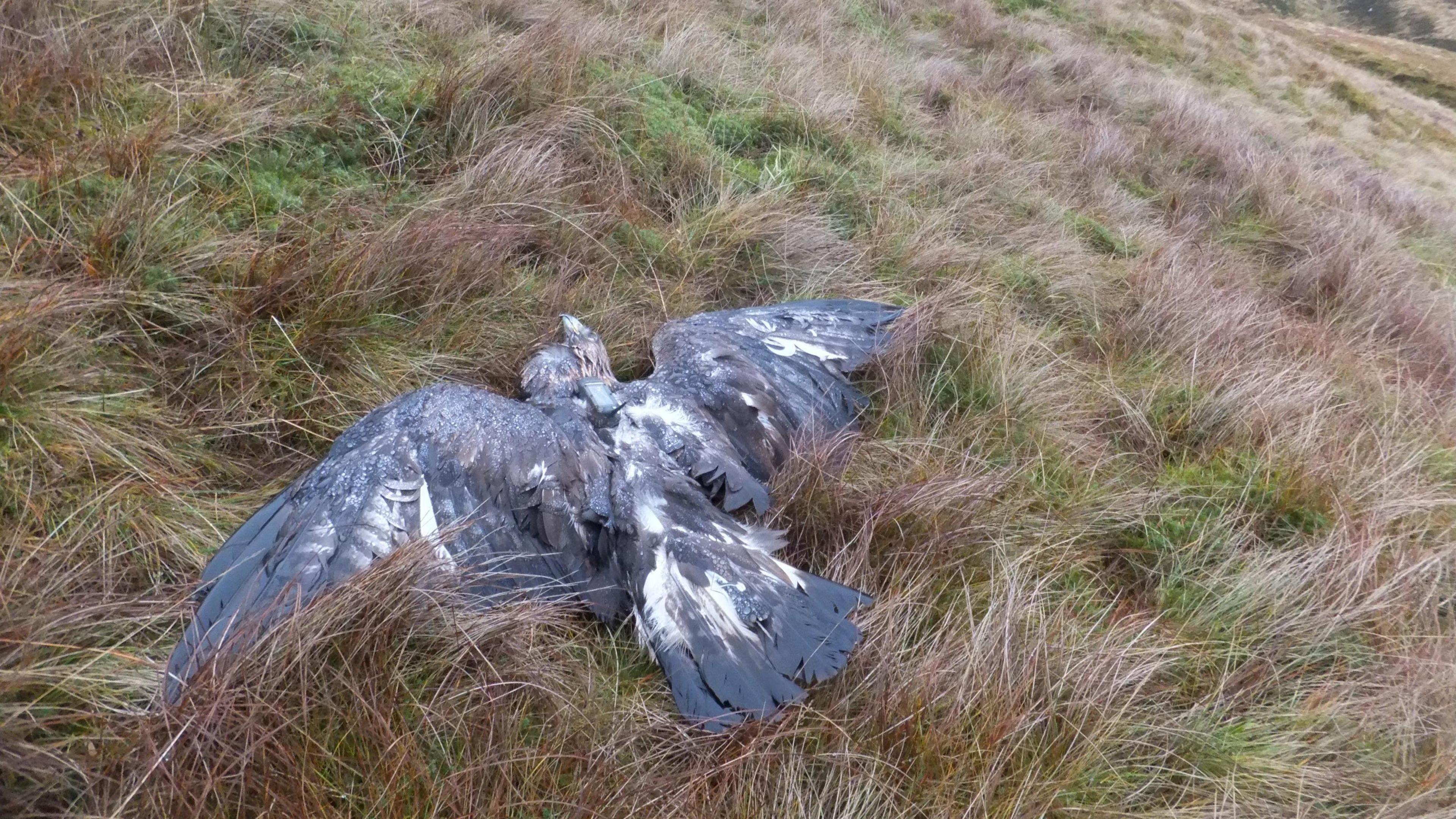 Dead golden eagle