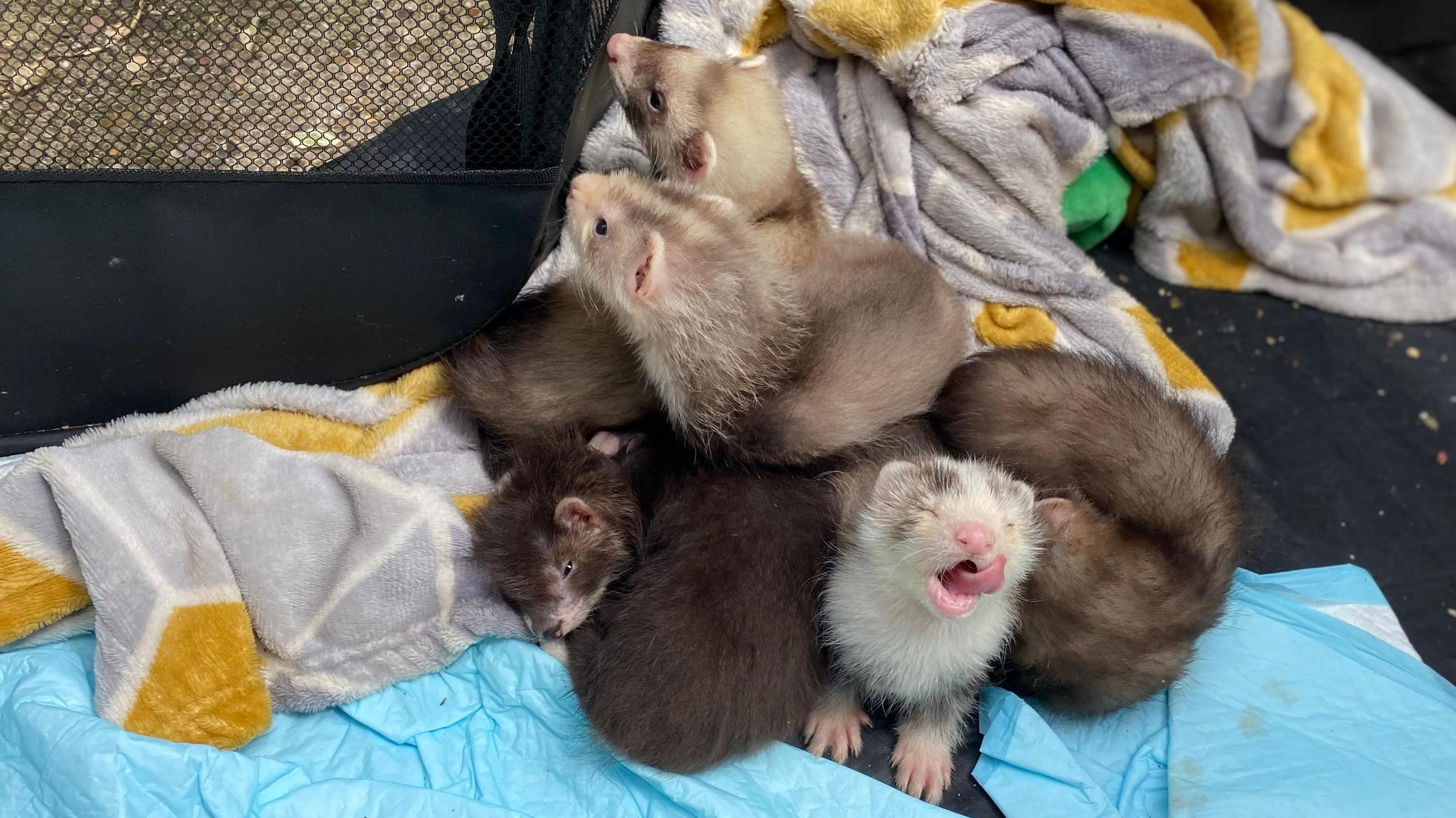 ferrets