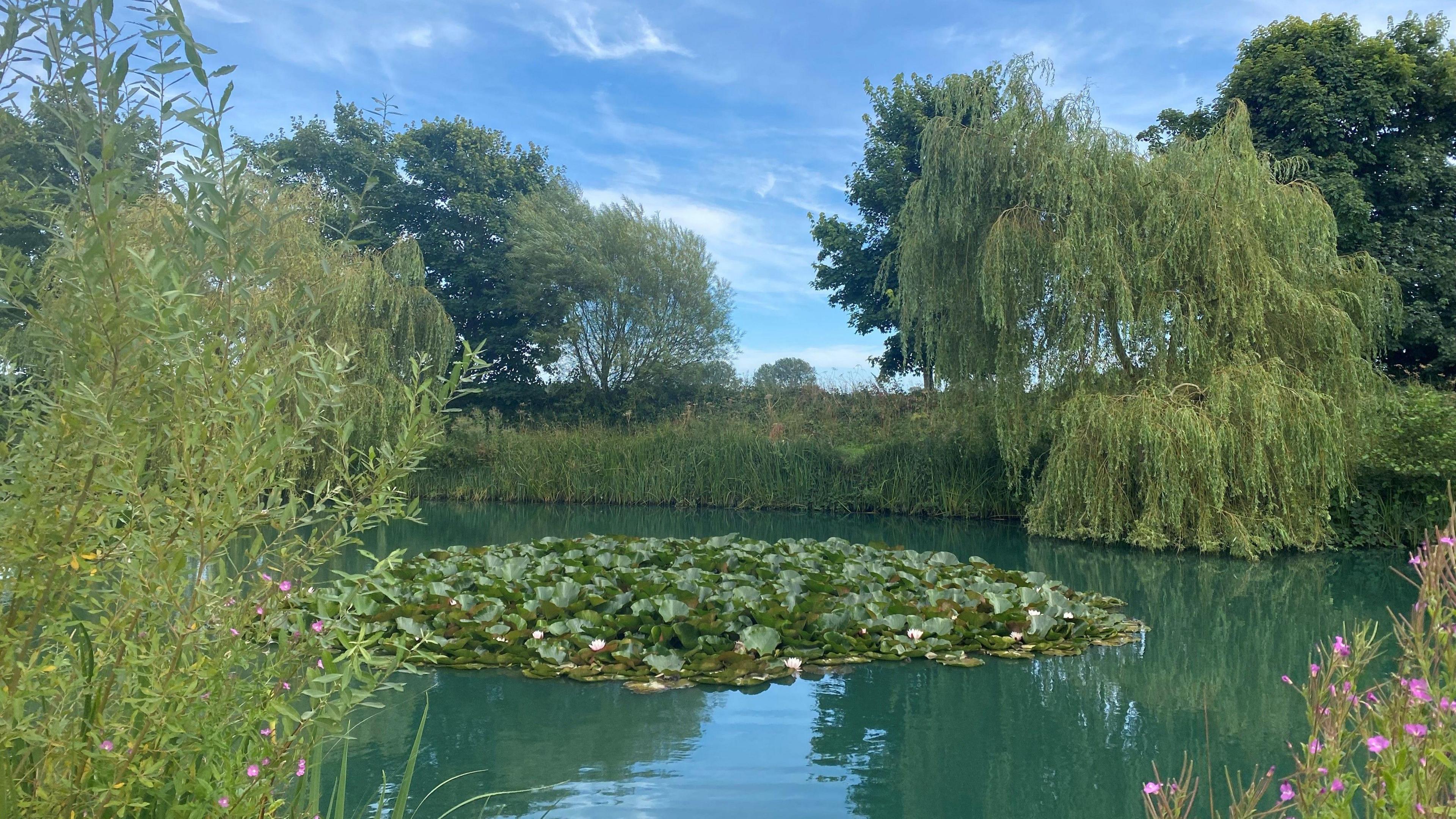 A blue green lake with a mass of water lilies in the centre. The lake is surrounded by trees and plants.