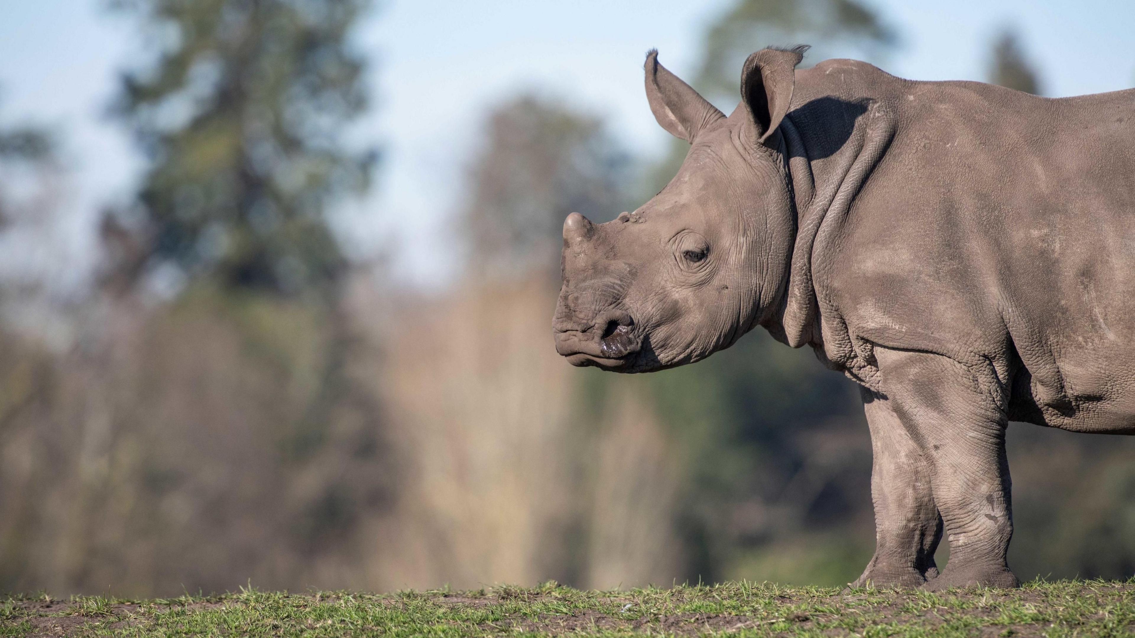 Granville, a five-year-old male southern white rhino 