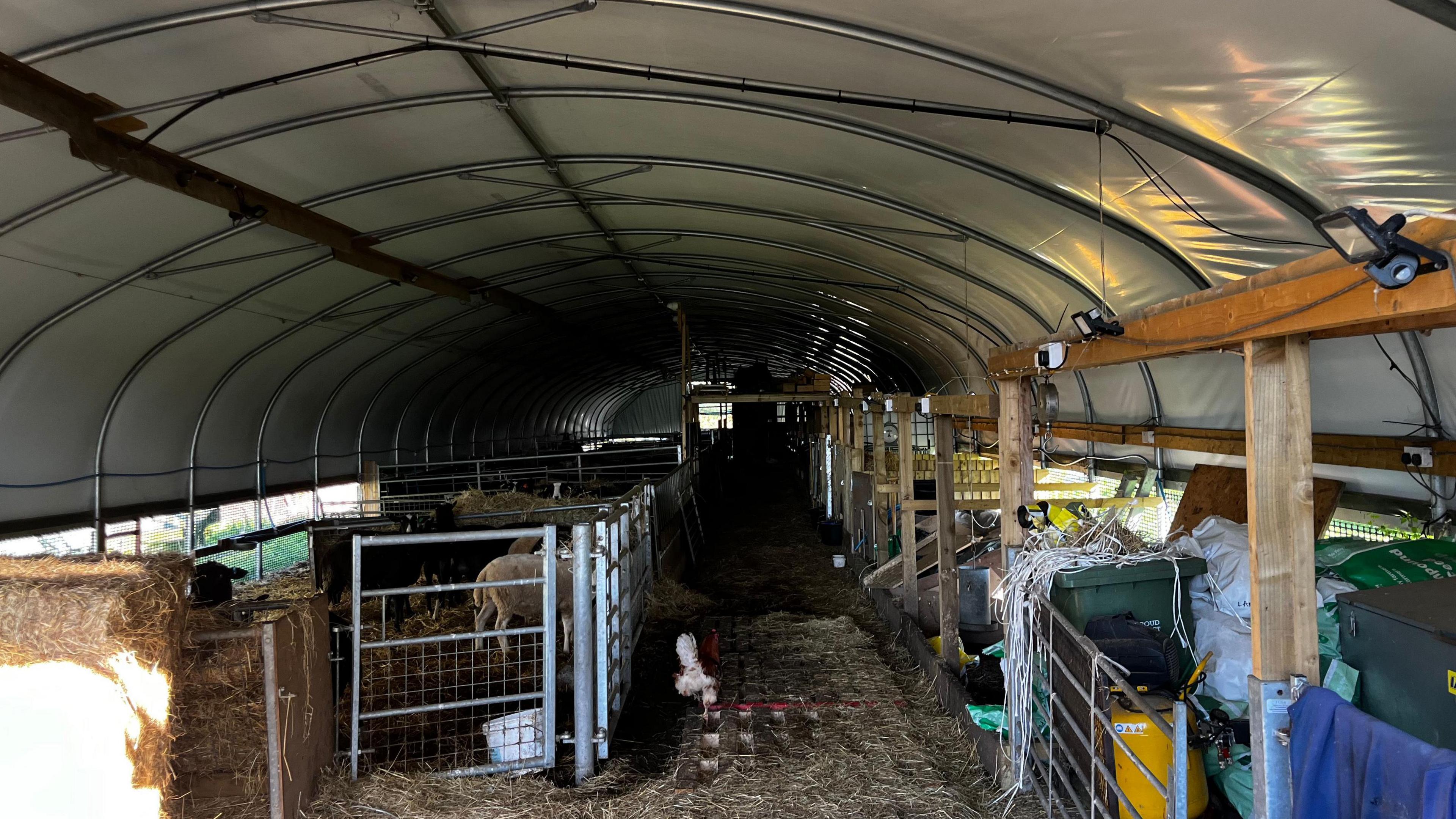 A poly tunnel shed with sheep pens and agricultural equipment in it and a straw-covered floor.