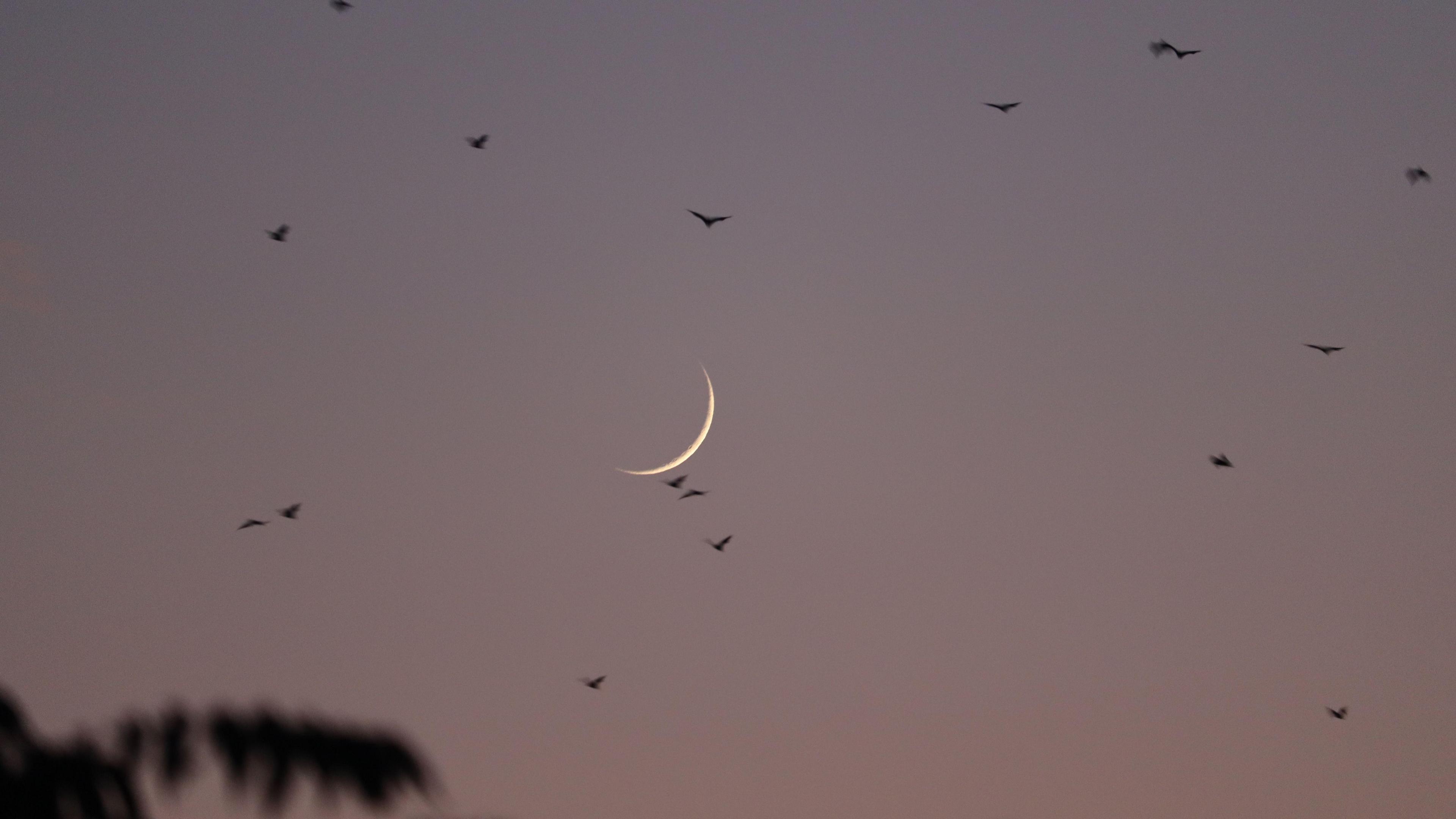 Birds fly through the sky as the new Moon is seen behind during early evening