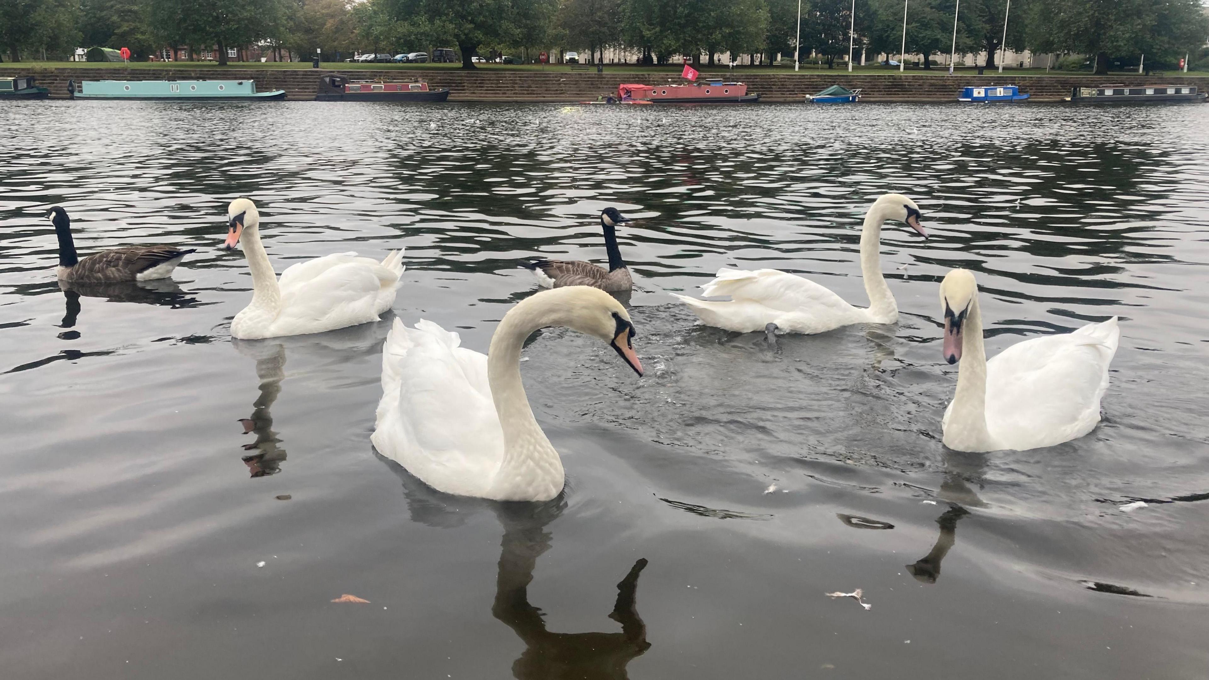 Five swans on the water at the River Trent