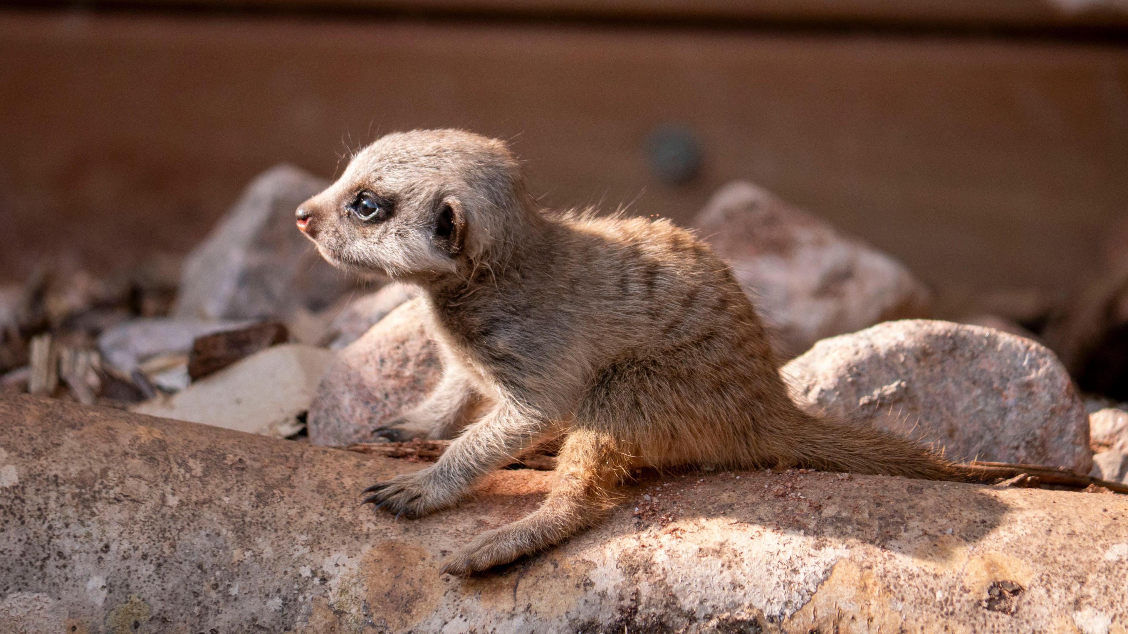 A meerkat pup sat on a log looking to the left. It is grey with brown patches. There are rocks in the background.