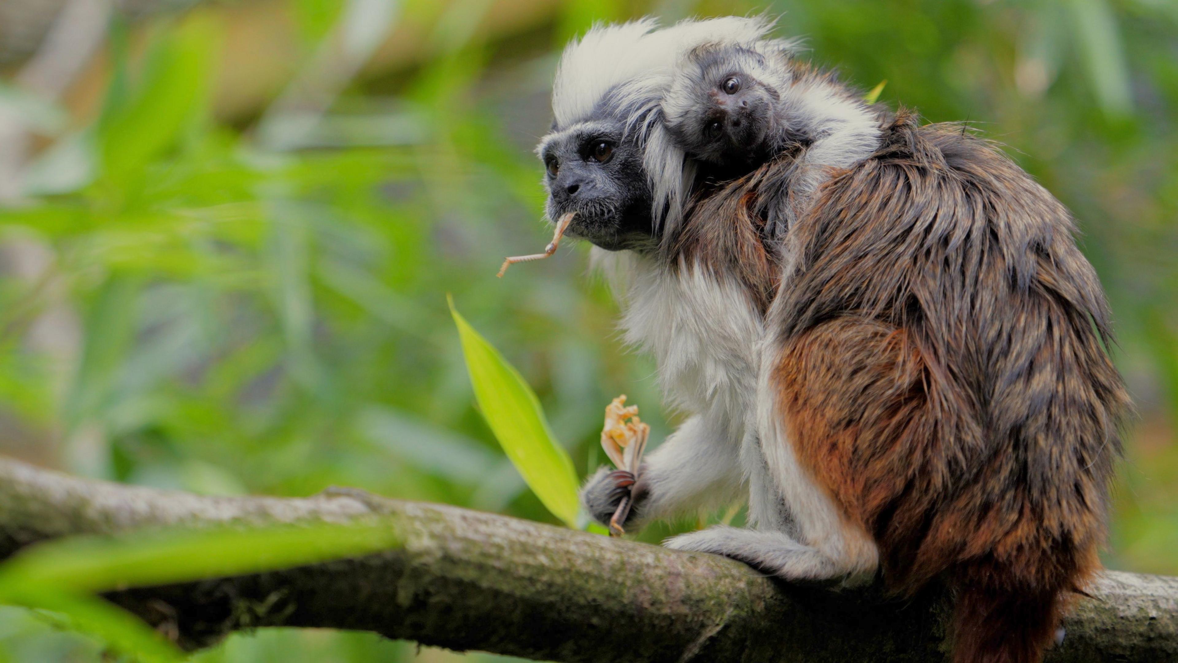 A picture of a tamarin monkey sitting on a tree branch with a small brown leaf in its mouth