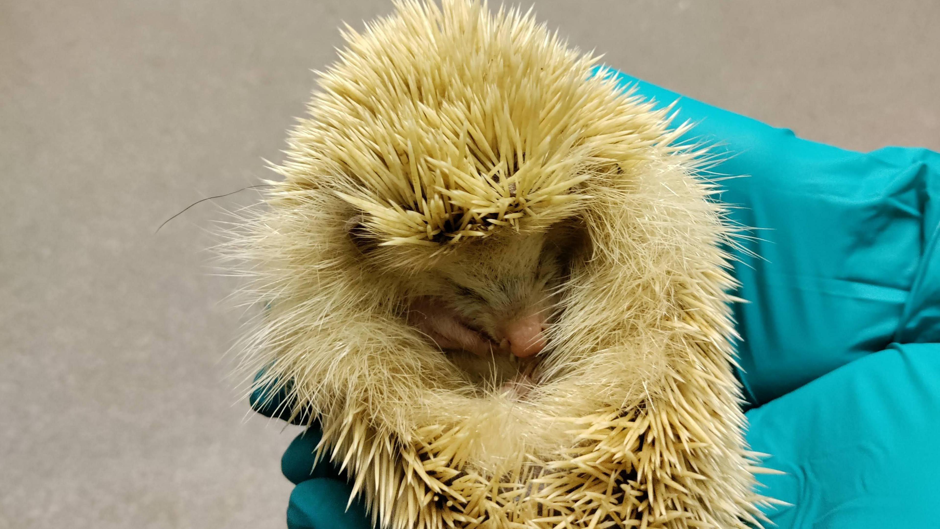 A blonde hedgehog lying asleep in a pair of glove-covered hands. Its body is tucked into a ball and is covered in light brown spines. Its pink nose is visible and it has its front paws curled under its chin, with head resting on its stomach. 