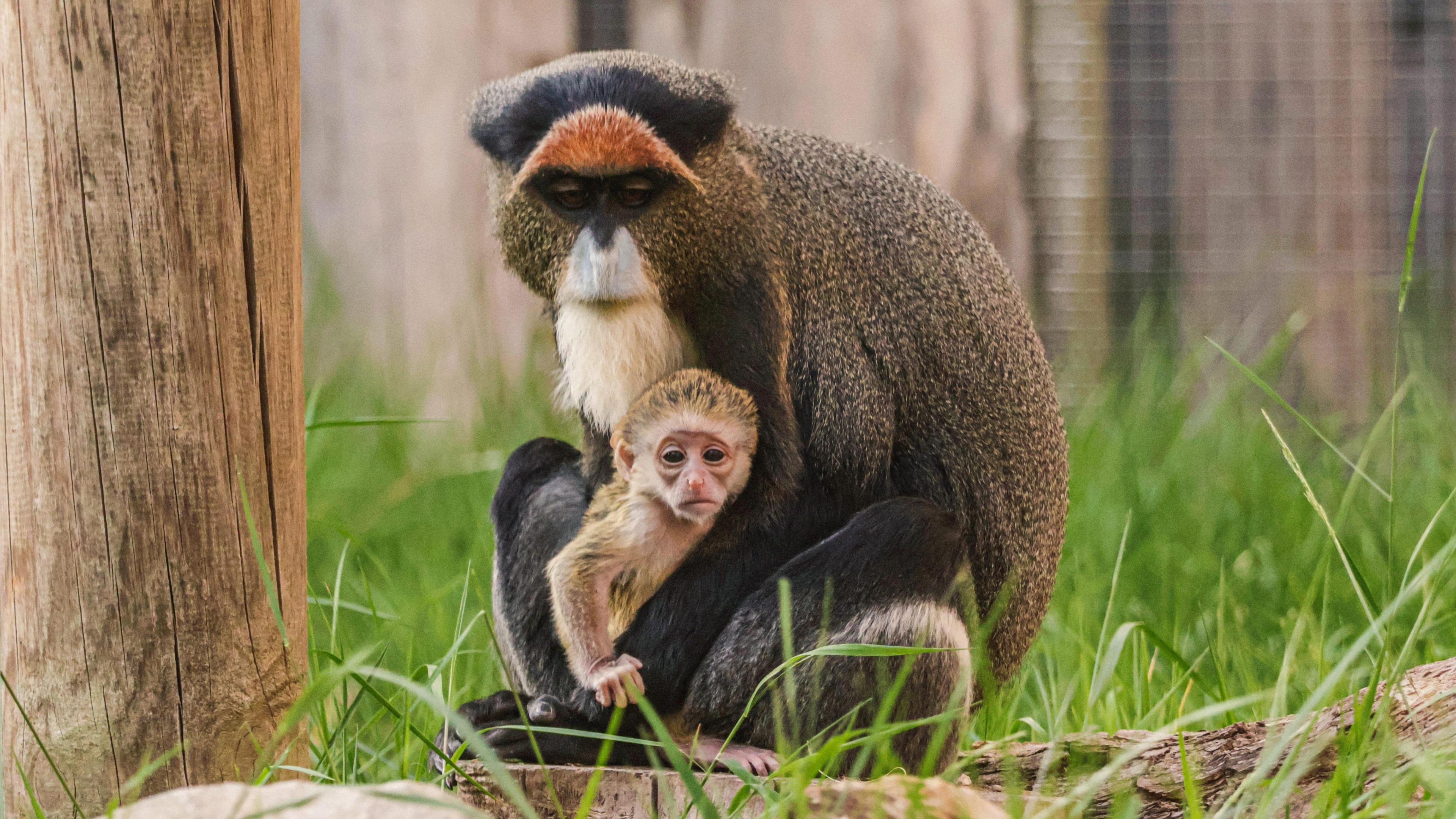 An image of a sitting female monkey at Twycross Zoo holding its baby in its arms