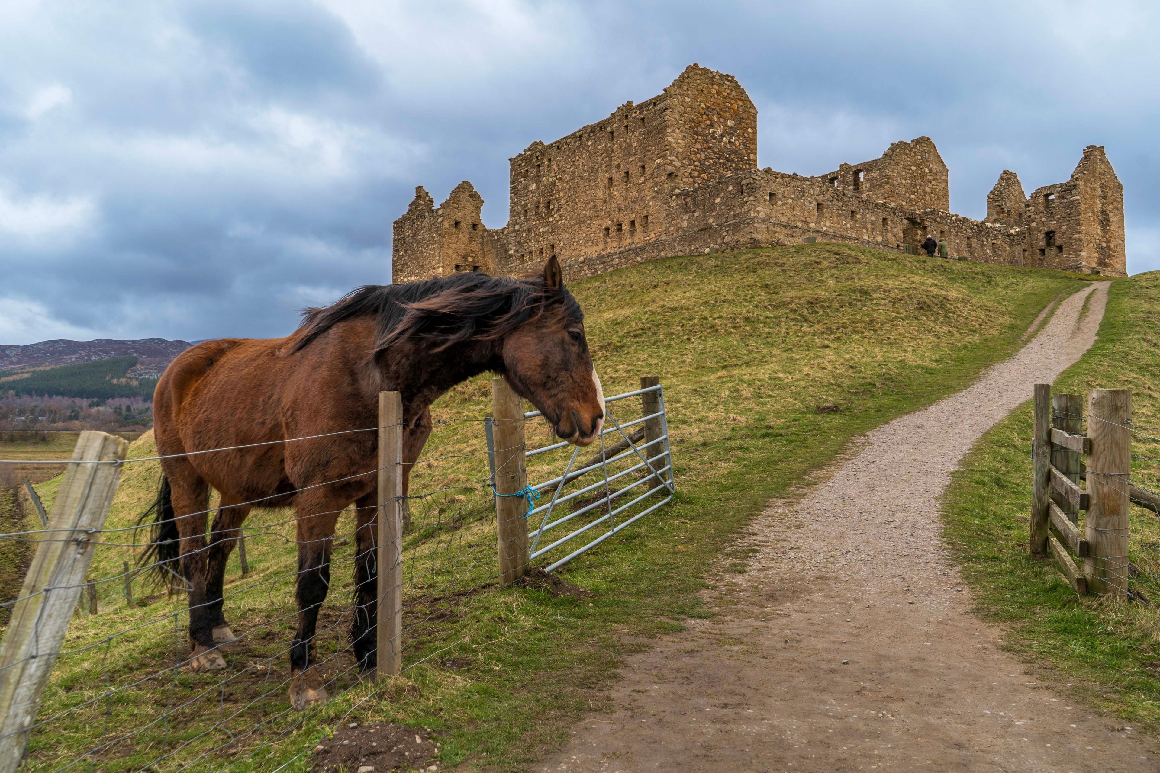 Horse in a field with ruins of a castle in the background