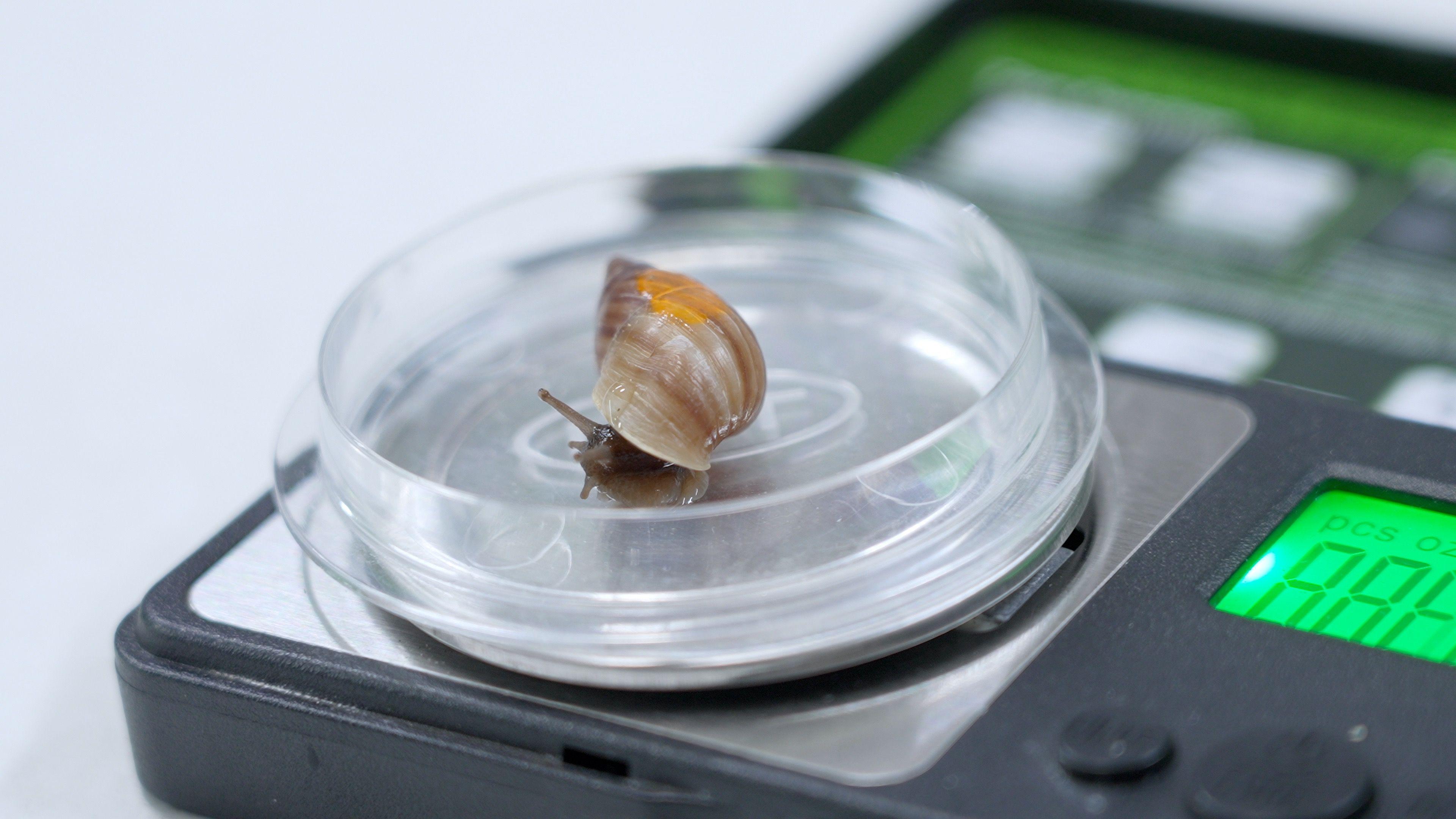 A snail being weighed.