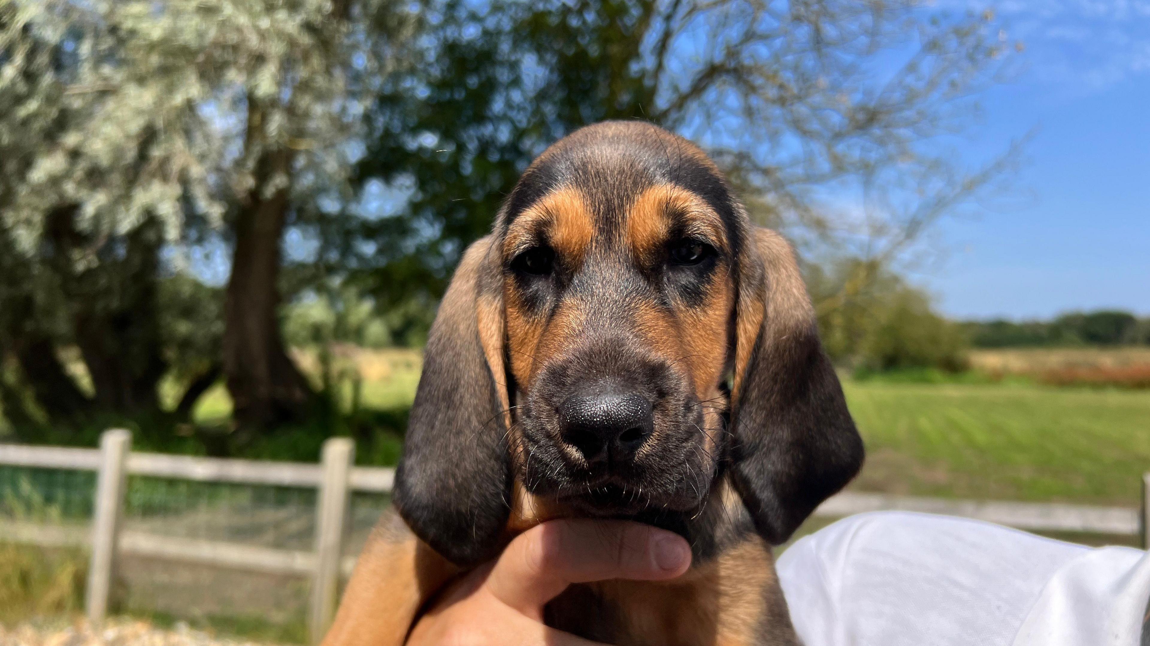 One of Mr Debenham's bloodhound puppies in training