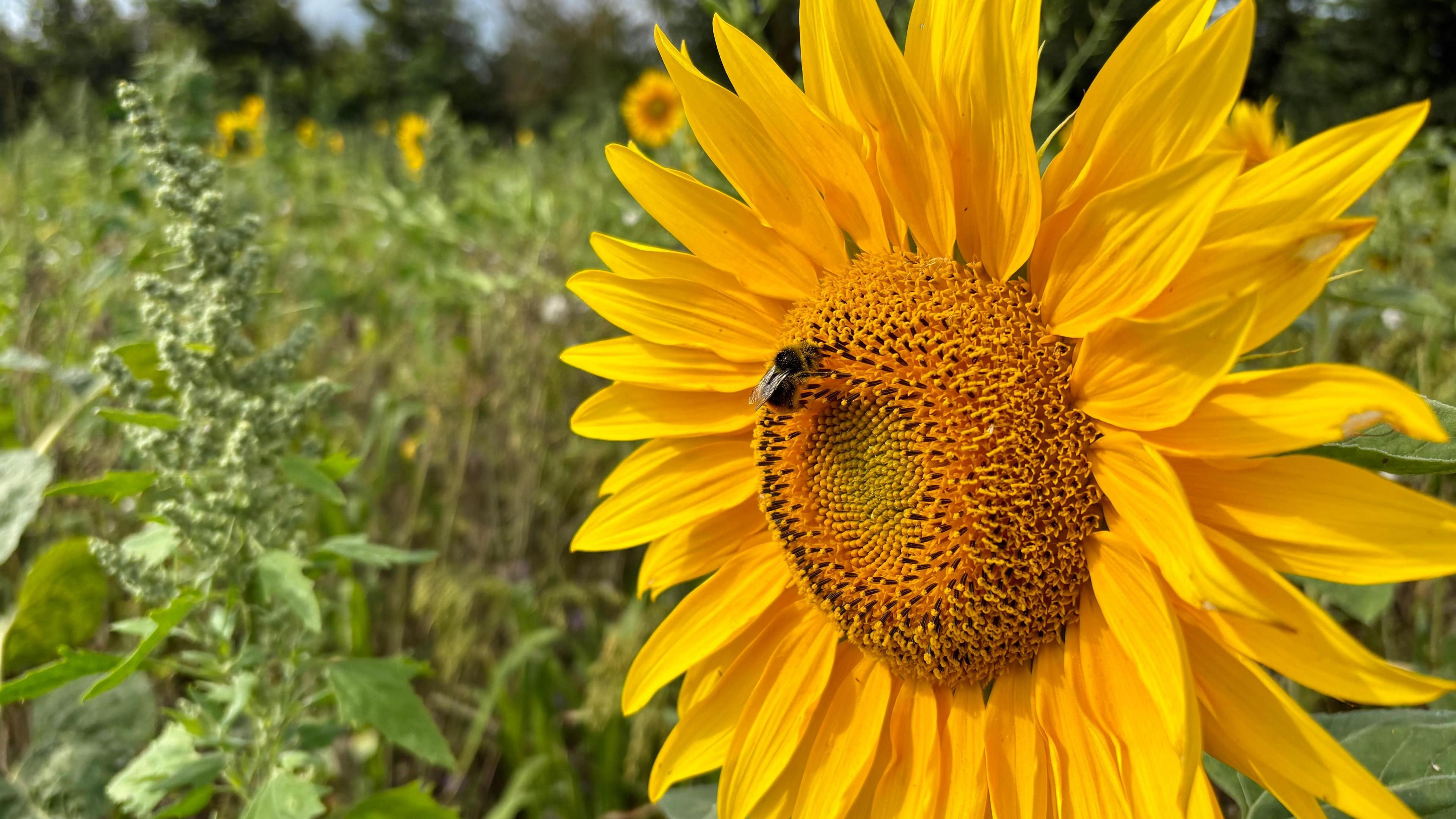 A single fully-bloomed sunflower can be seen in a field of sunflowers. A bumble bee can be seen on its flower.