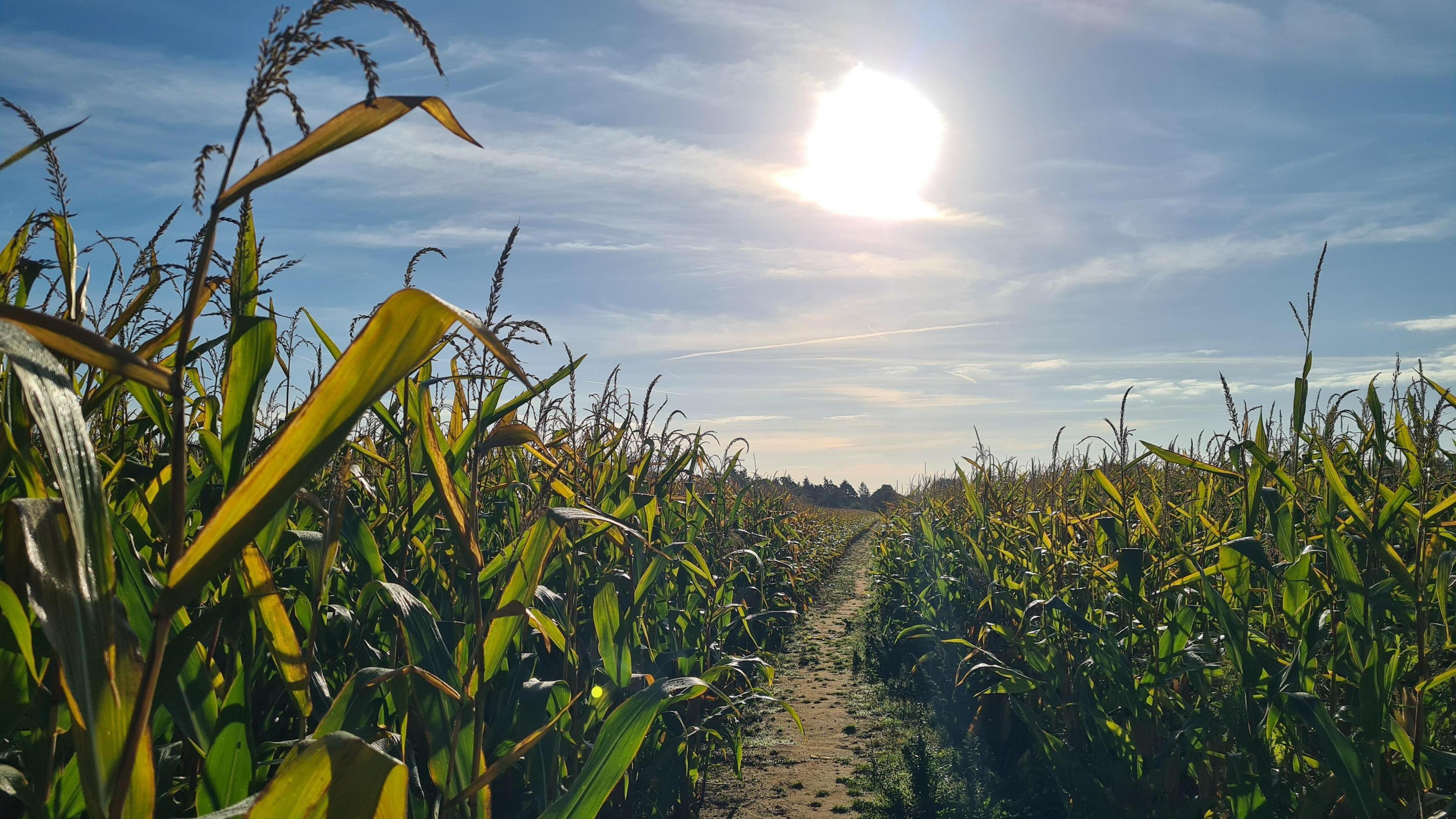 A field of crops can be seen with a low sun in the sky which is clear. A path runs through the middle of the picture between the crops.