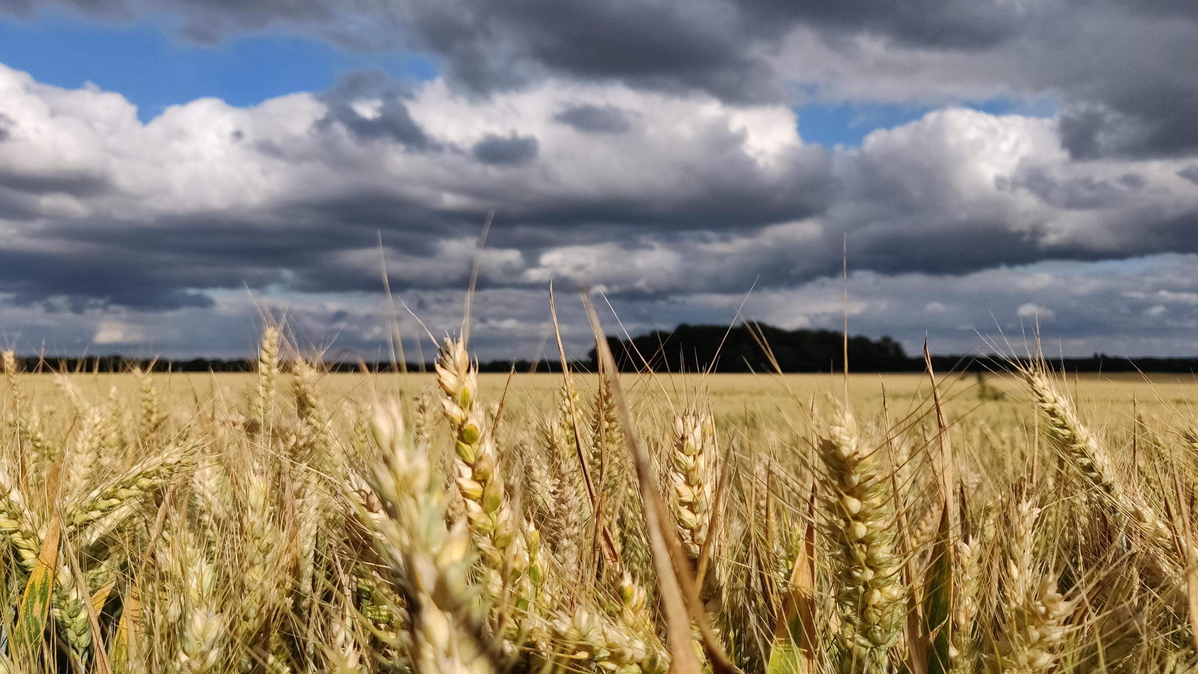 FRIDAY - A close up of a golden field of crops near Maidenhead. The heads of grain are in focus in the foreground and the field stretches away behind to a row of green trees. Overhear the sky is full of grey clouds.