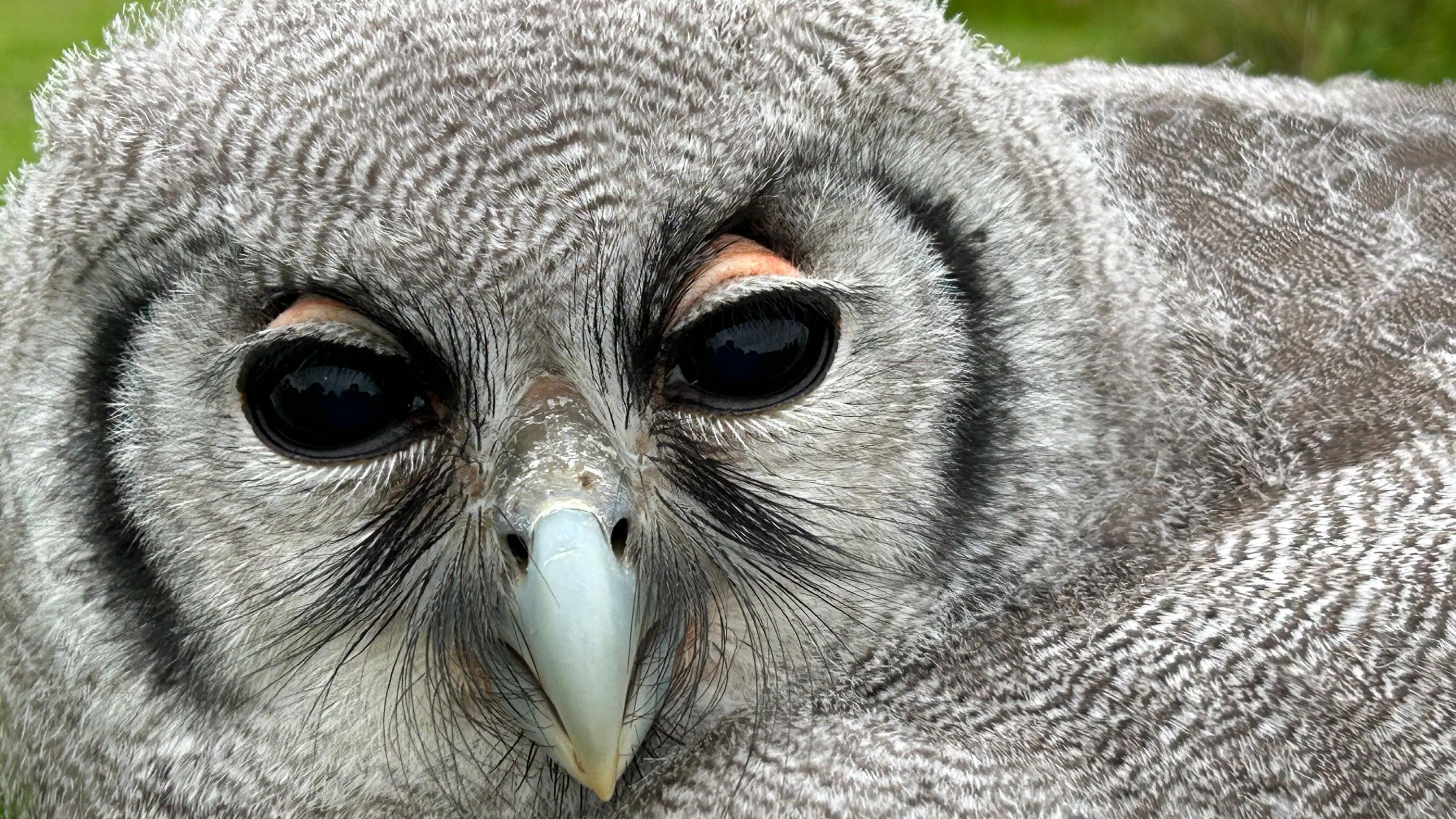 A close-up image of a grey owl. It has black eyes and its feathers are grey with white flashes. It has black feathers around its face and underneath its eyes